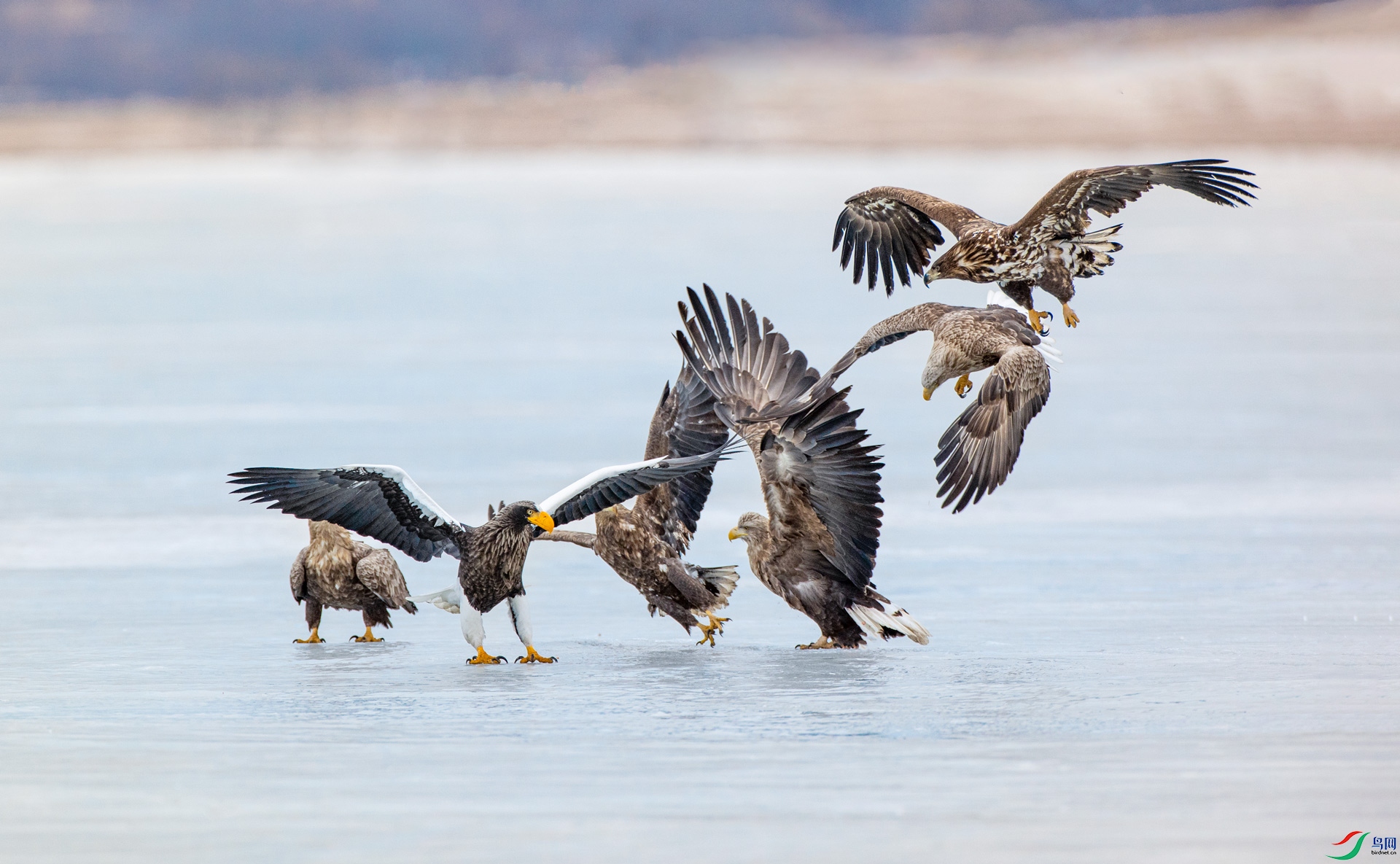 Ⱥ������