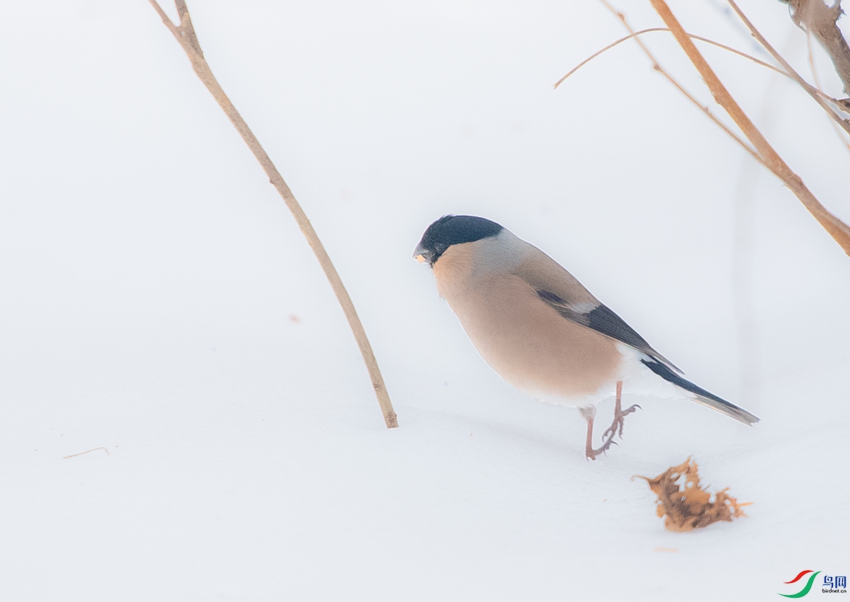 DSC_1664.JPG