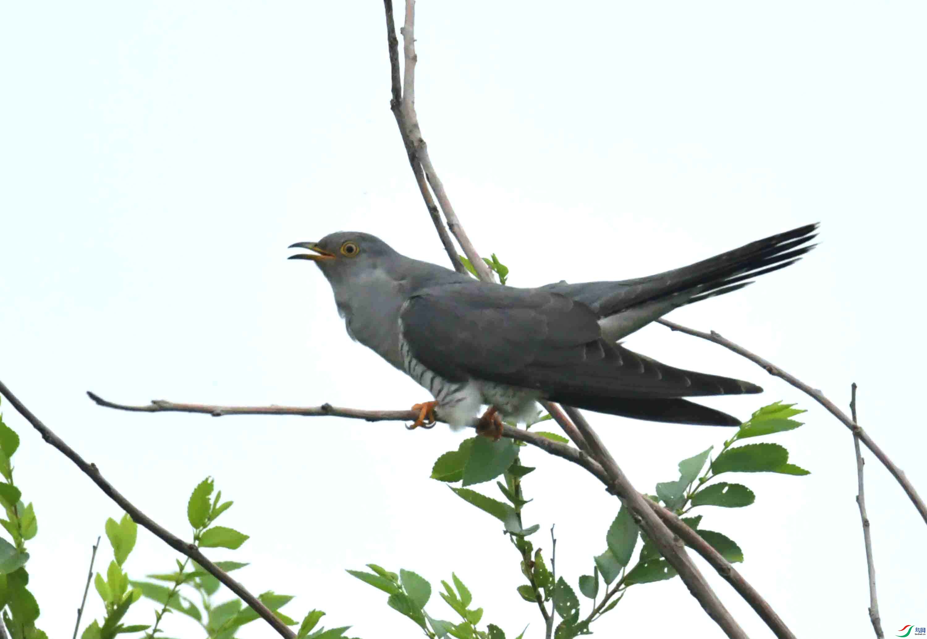 DSC_9246.JPG