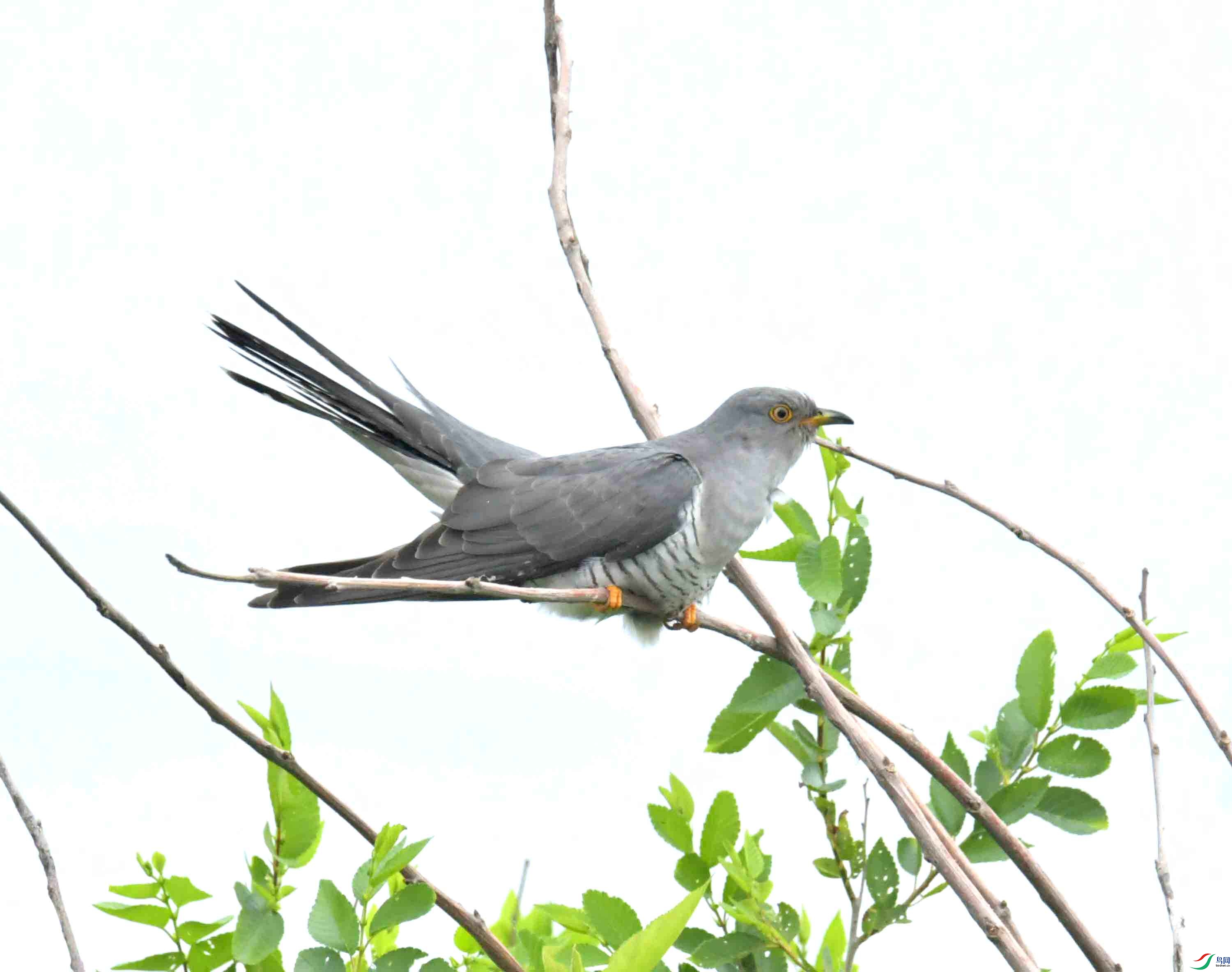 DSC_9527.JPG