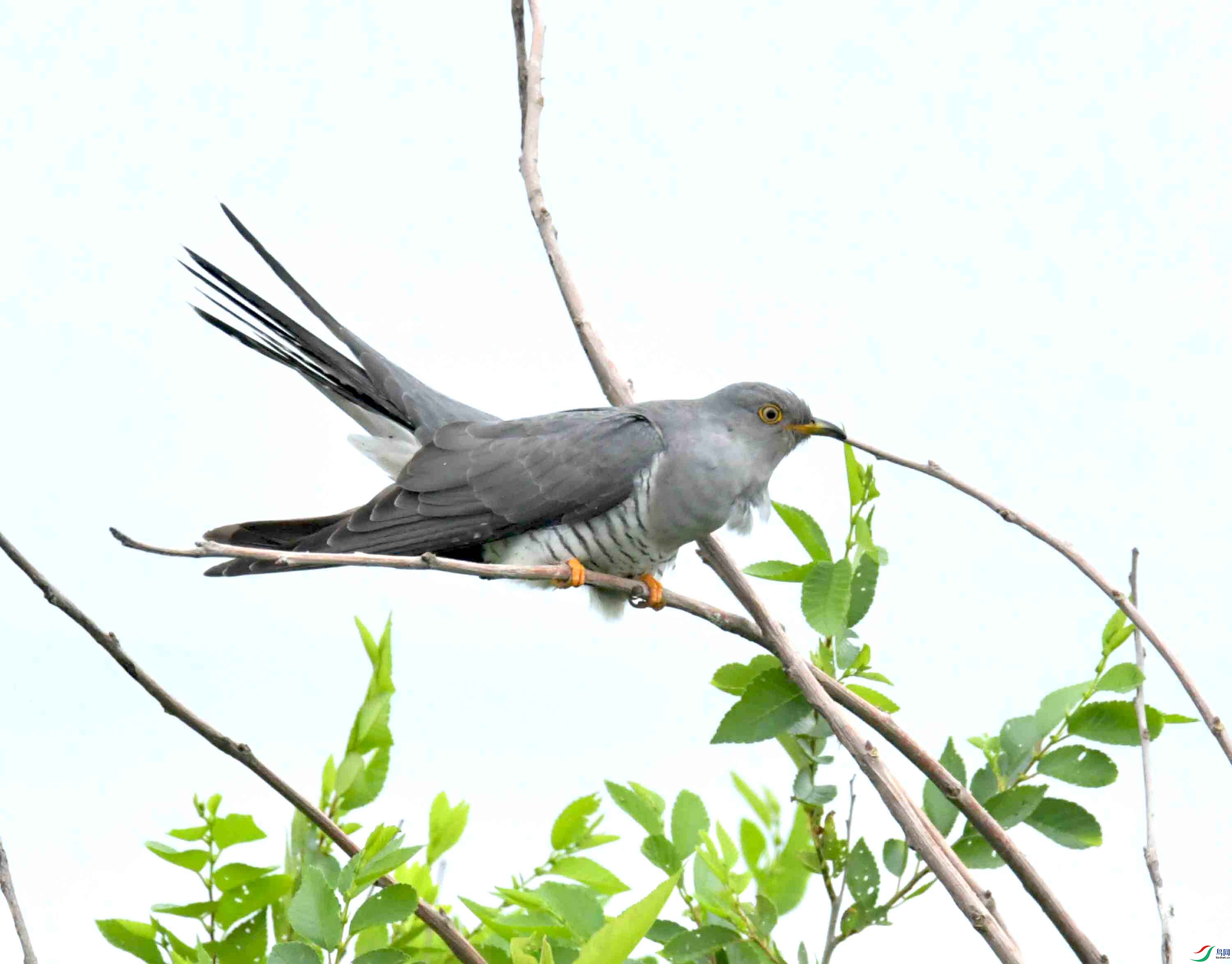 DSC_9532.JPG