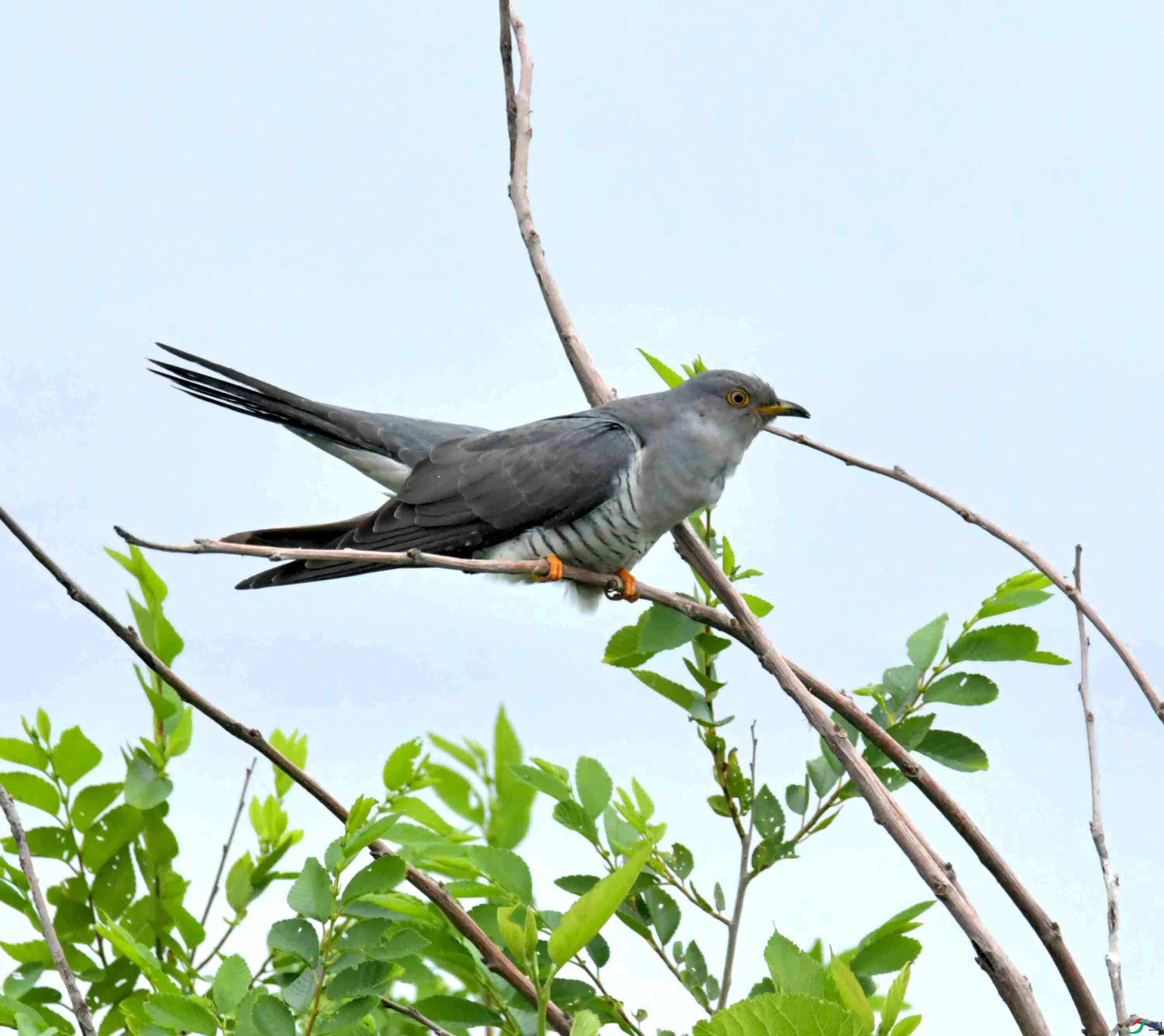 DSC_9535.JPG