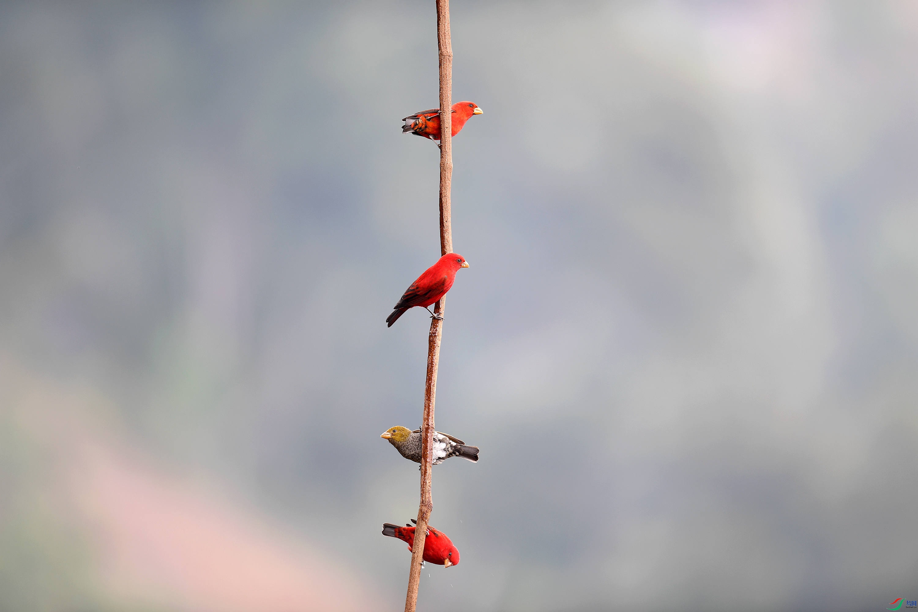DSC_7775_����.jpg