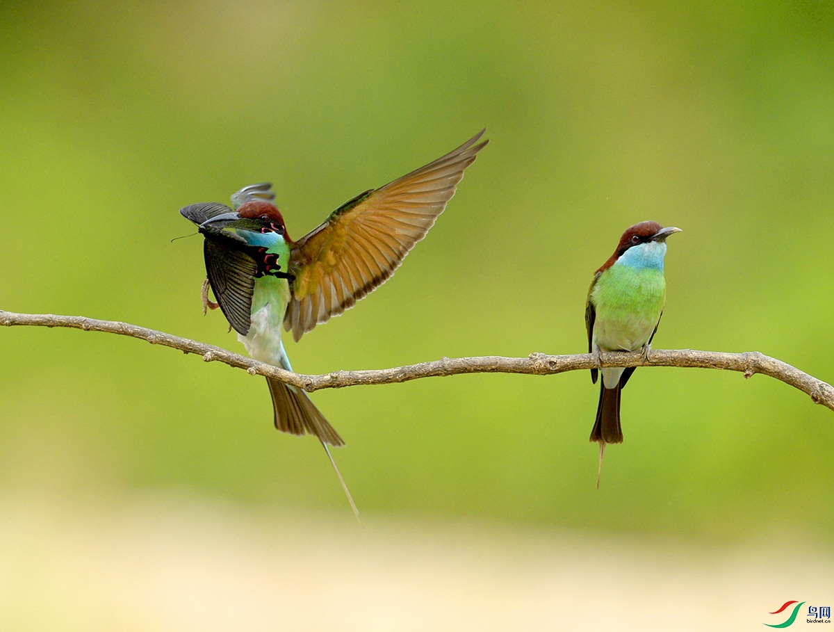 _DSC4038 - ����.JPG