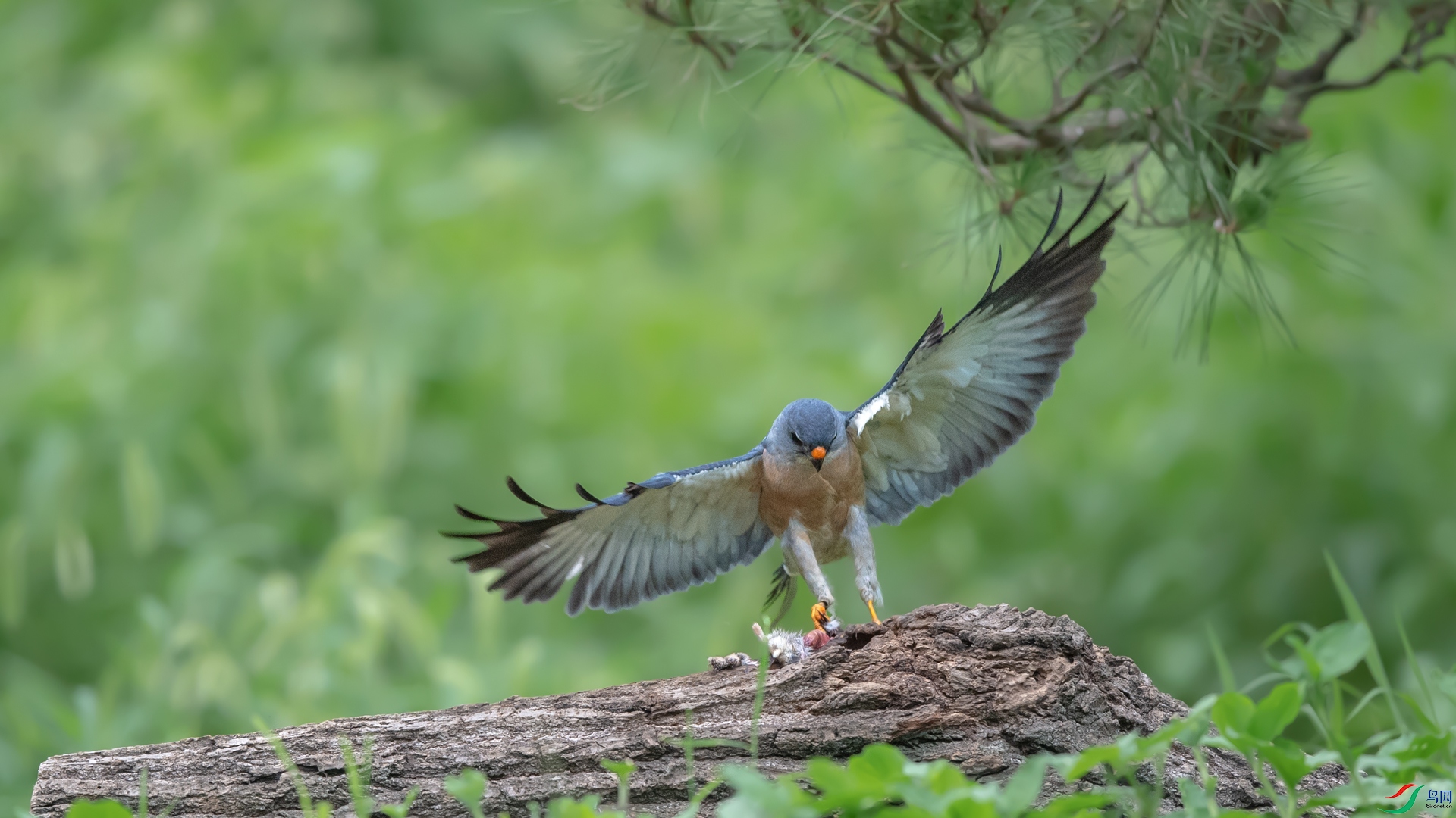 DSC_2532.jpg