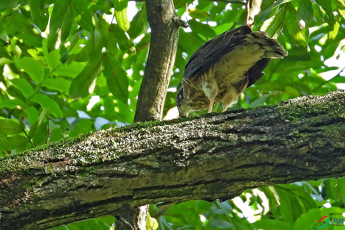 DSCN4053.jpg