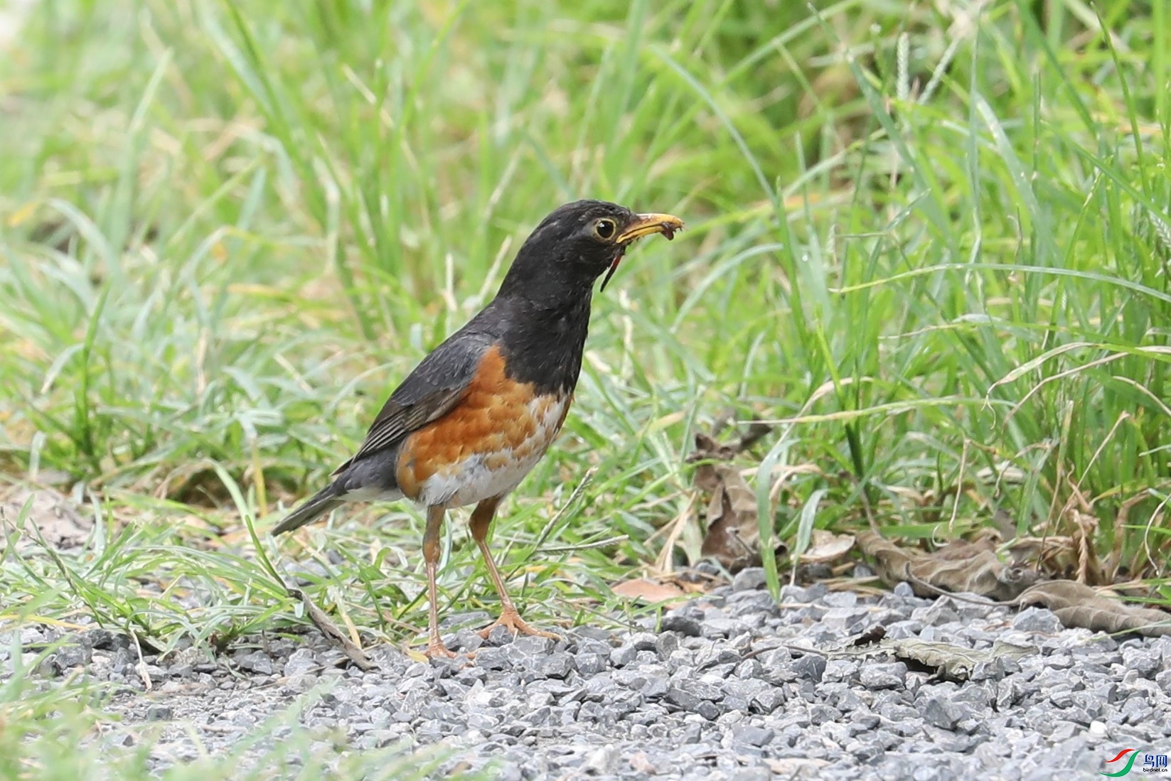 BL7A9946.JPG