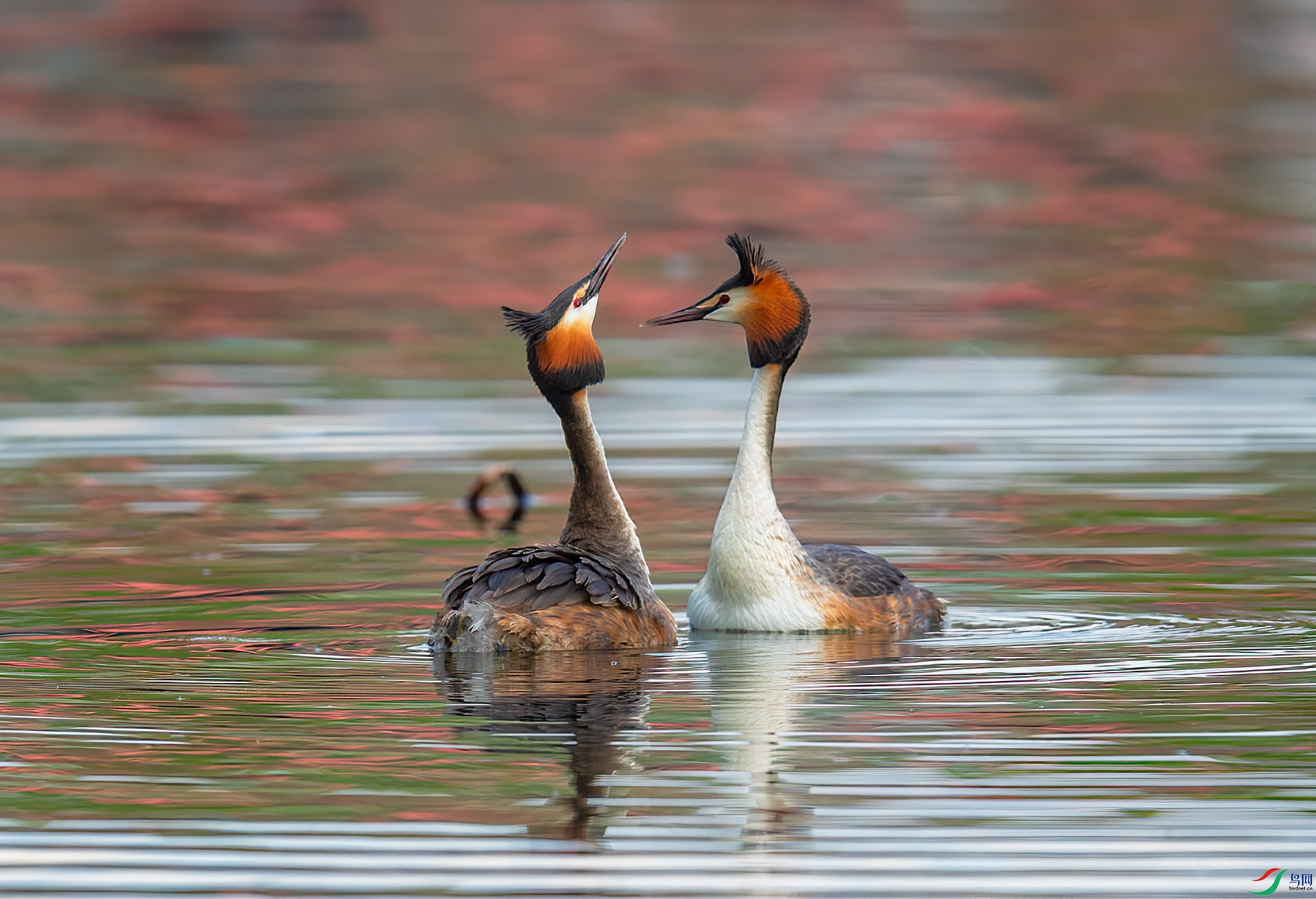 DSC_0679 ����.jpg