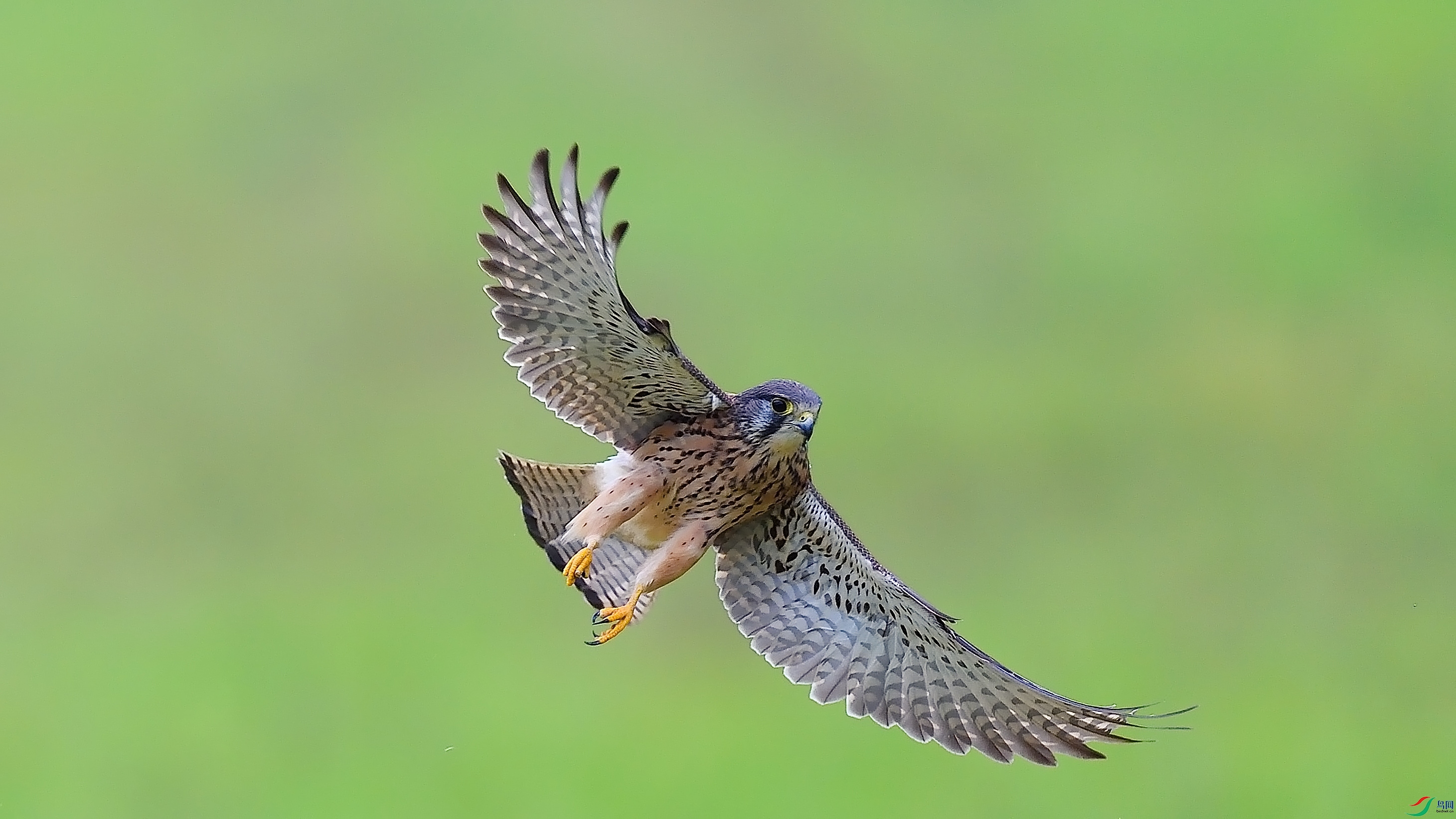 DSC_2333n.jpg