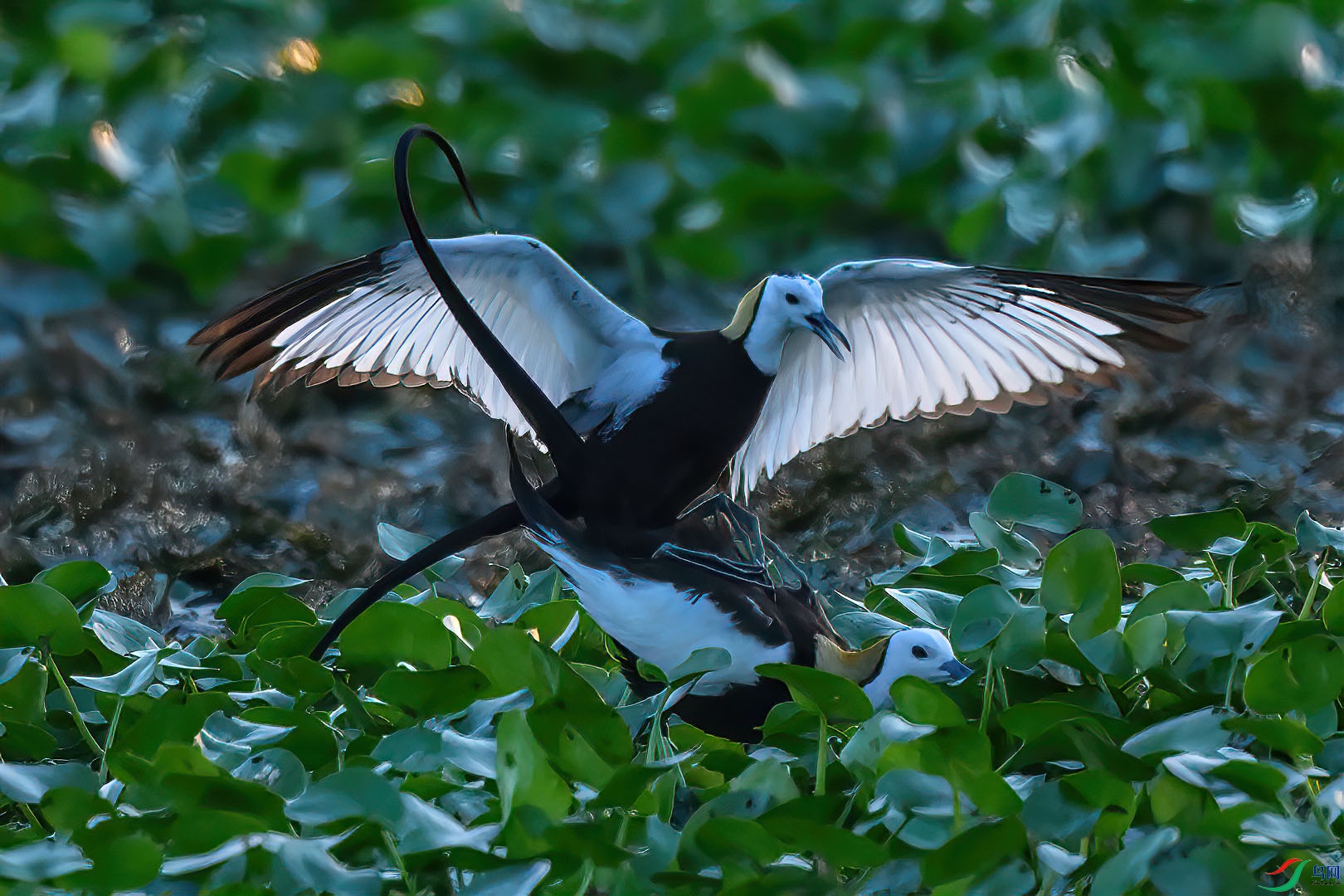 DSC_4355.jpg
