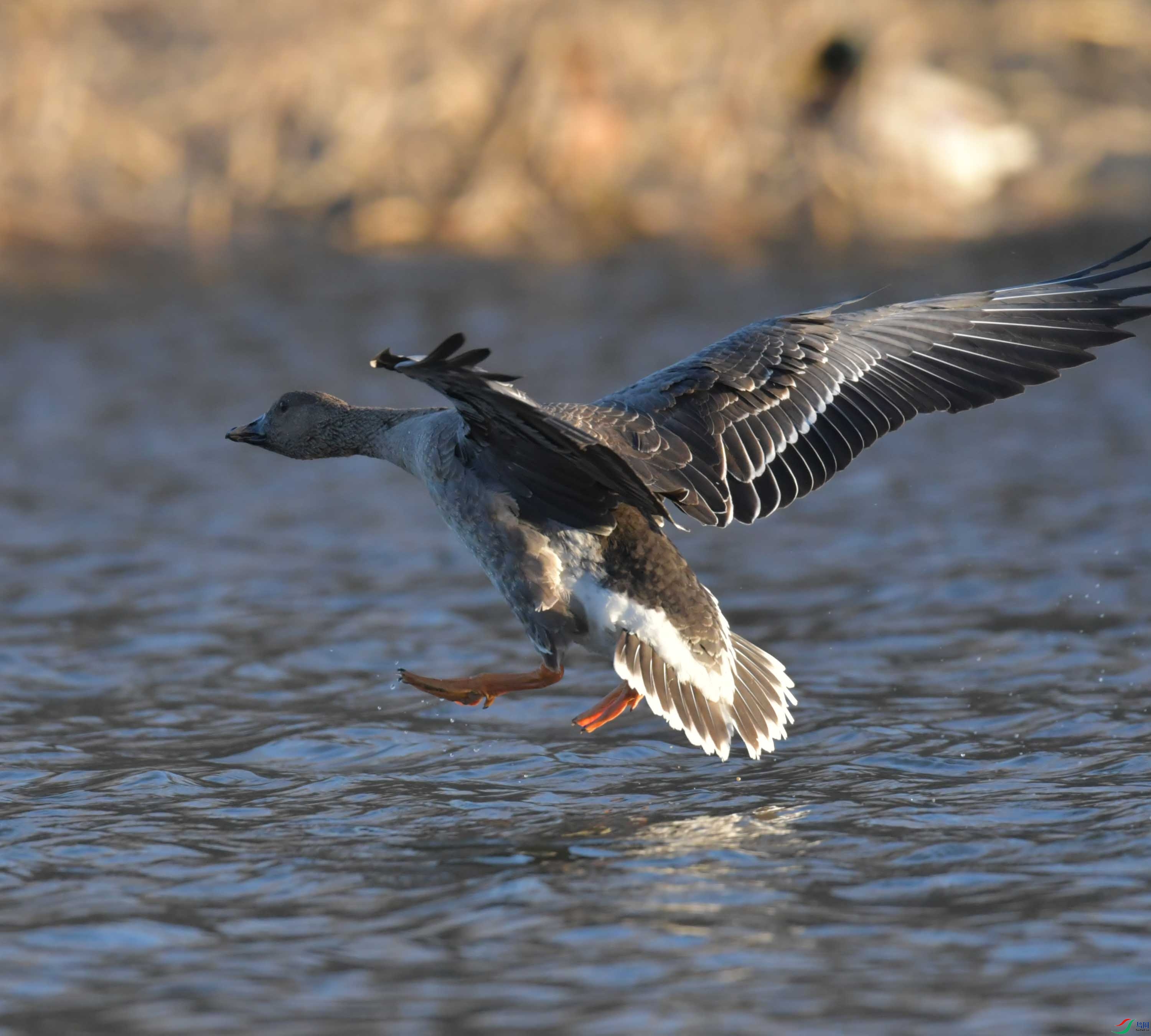 DSC_7204.JPG