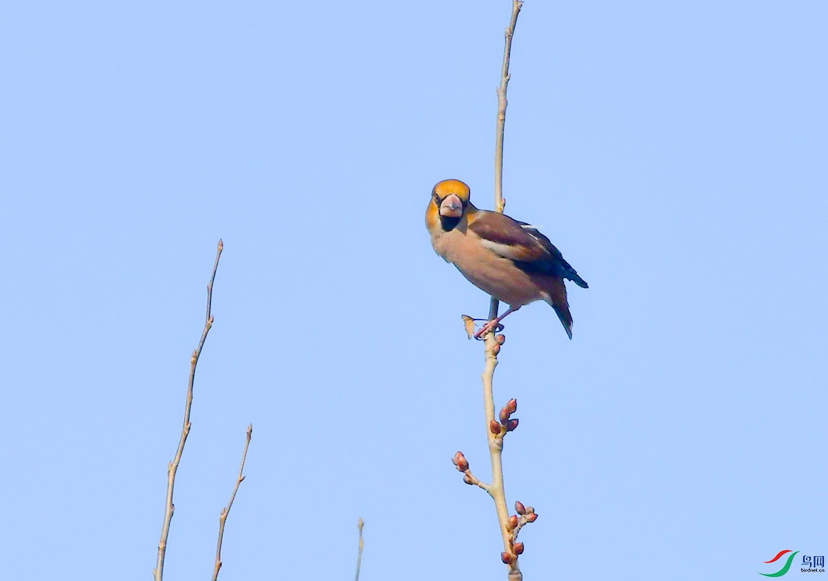 DSC_5229.JPG