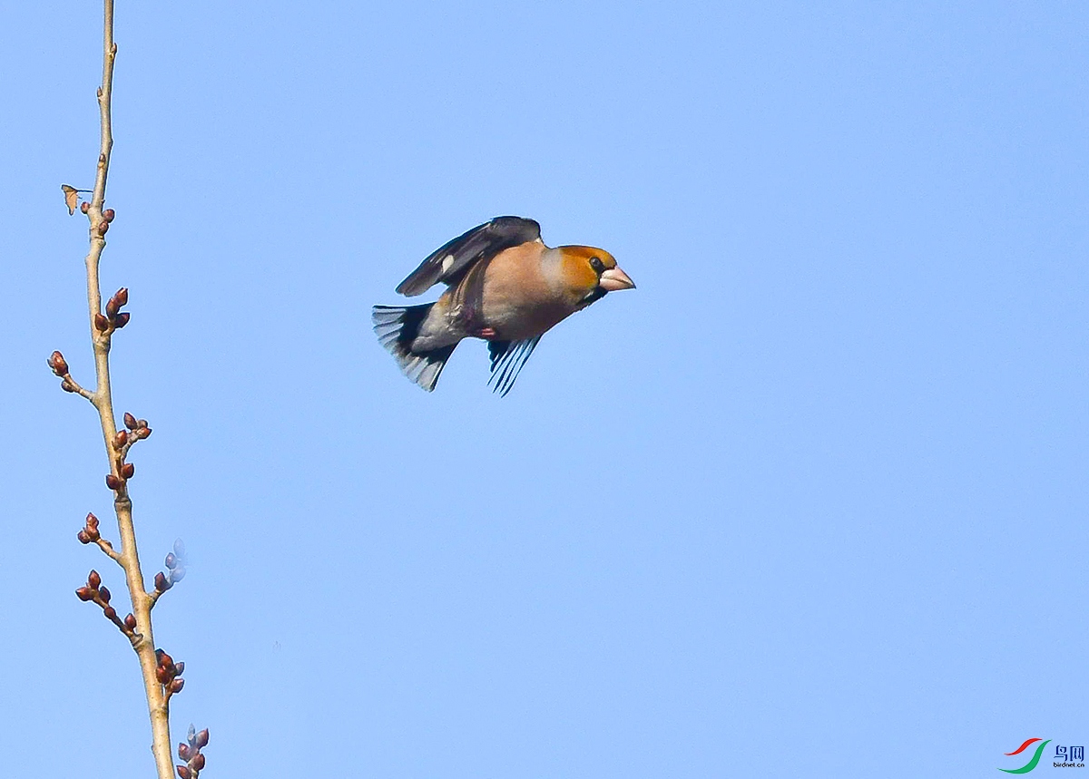DSC_5231.JPG