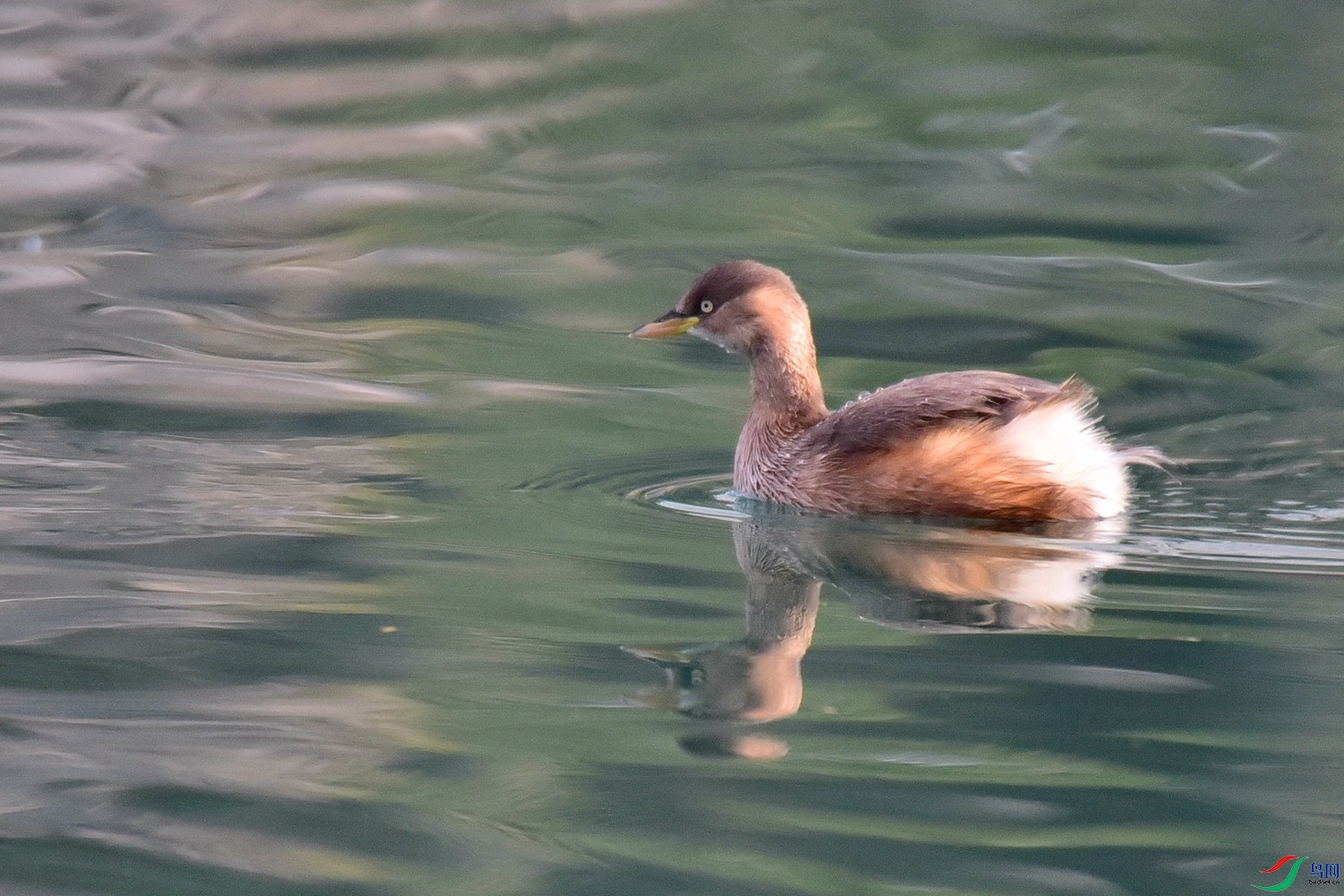 DSC_9305.JPG