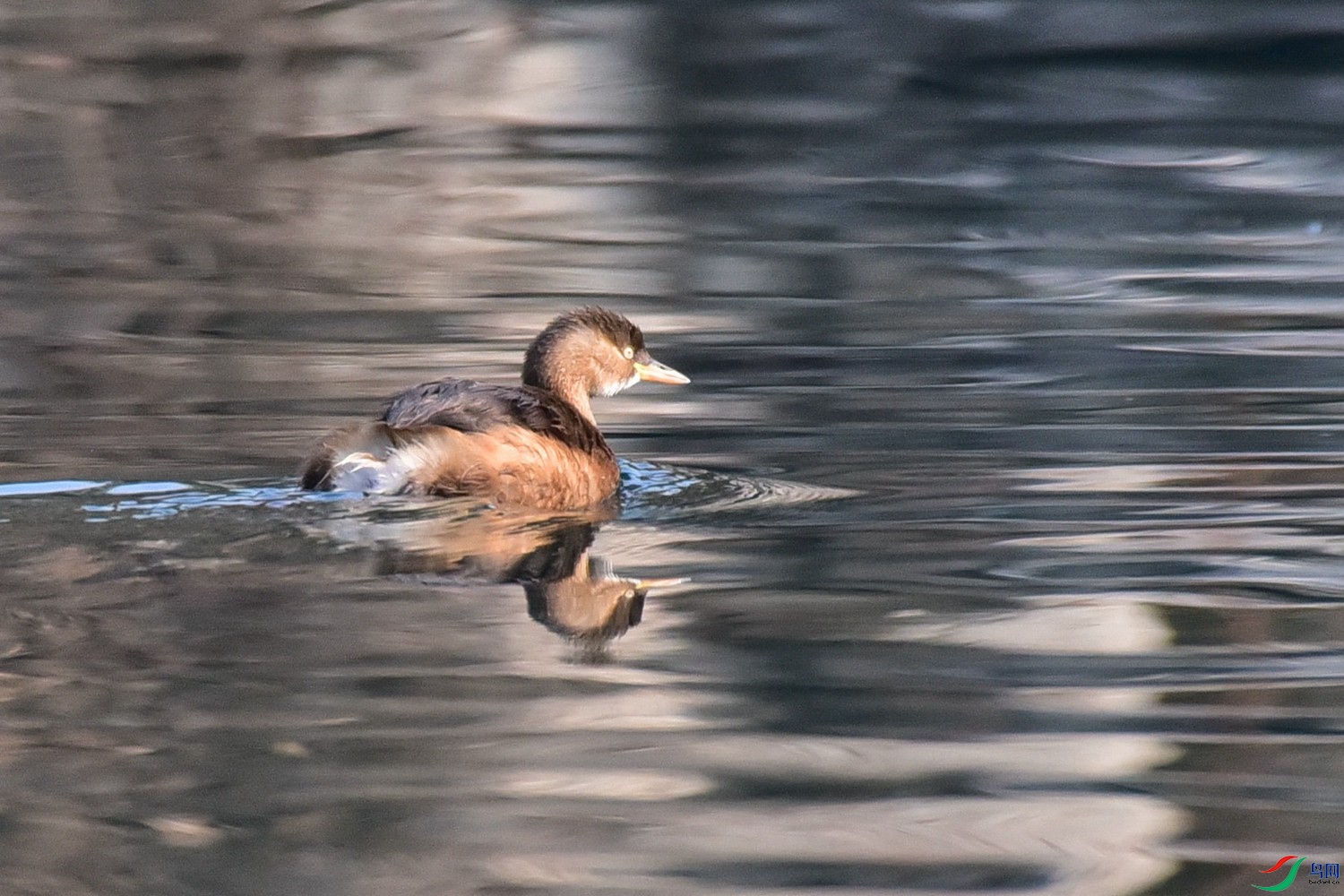 DSC_9242.JPG