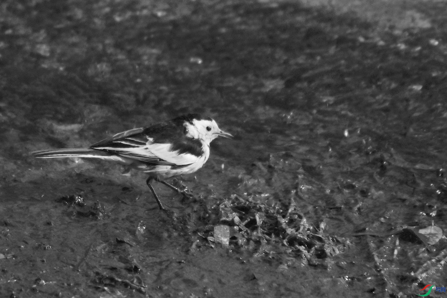DSC_2696.JPG