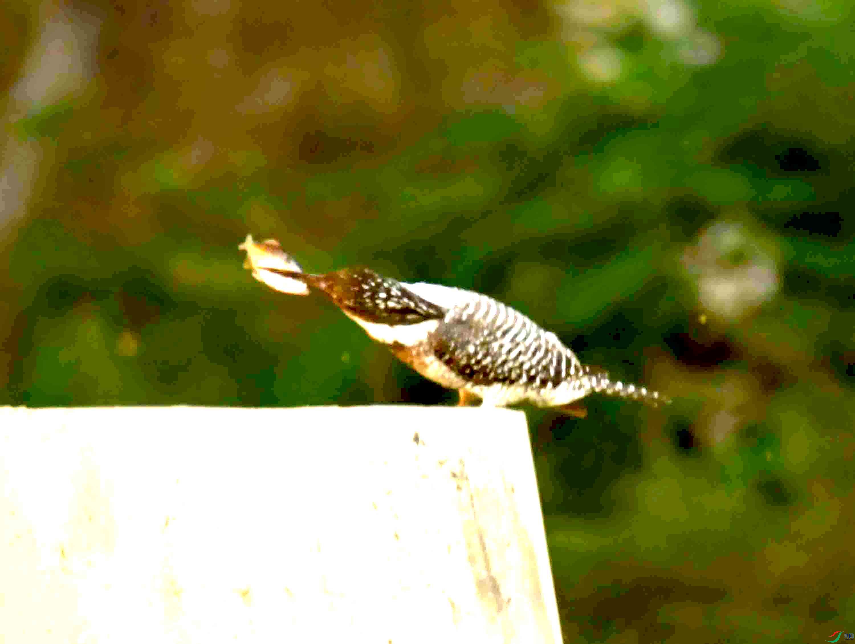 DSC_9567.JPG
