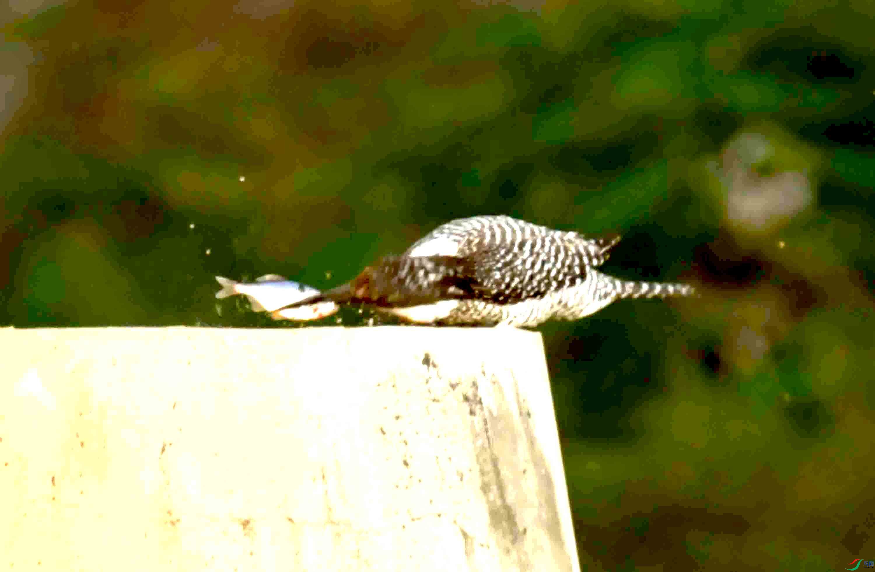 DSC_9568.JPG