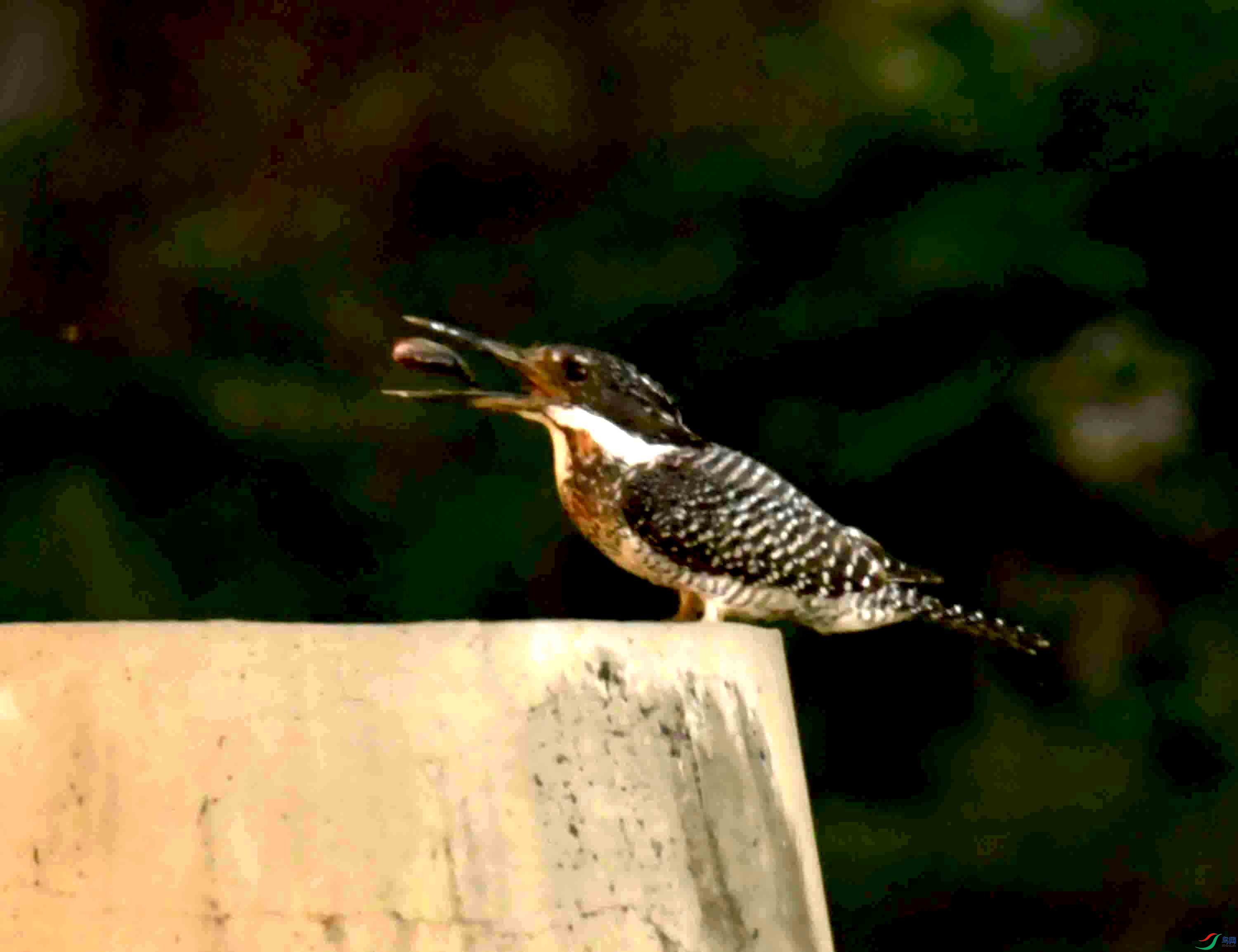 DSC_9576.JPG