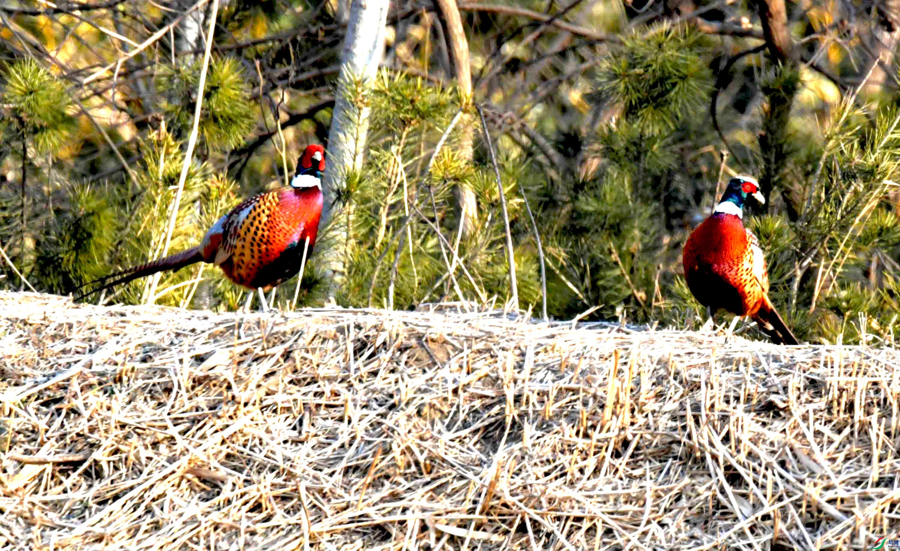 DSC_0077.JPG