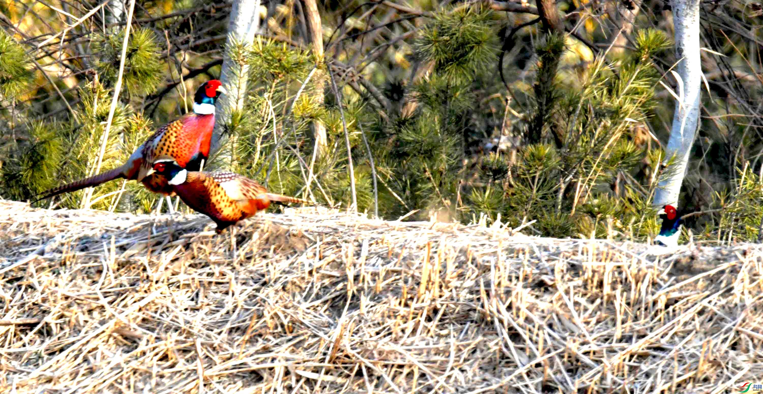 DSC_0083.JPG