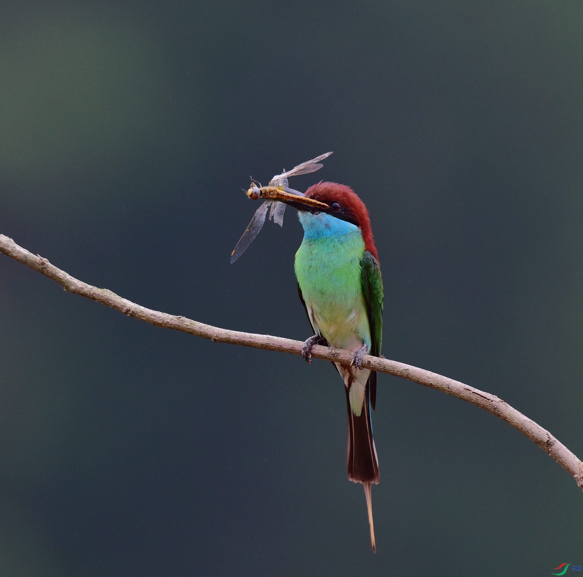 D8I_0690.jpg