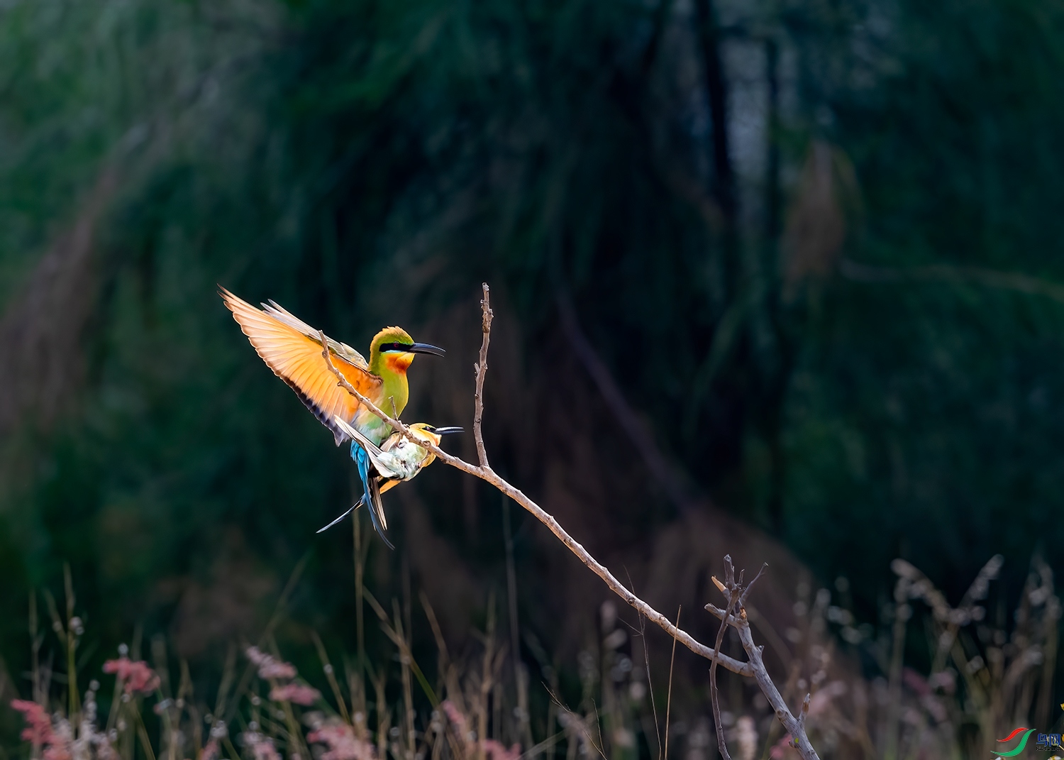 DSC_3014-2.jpg