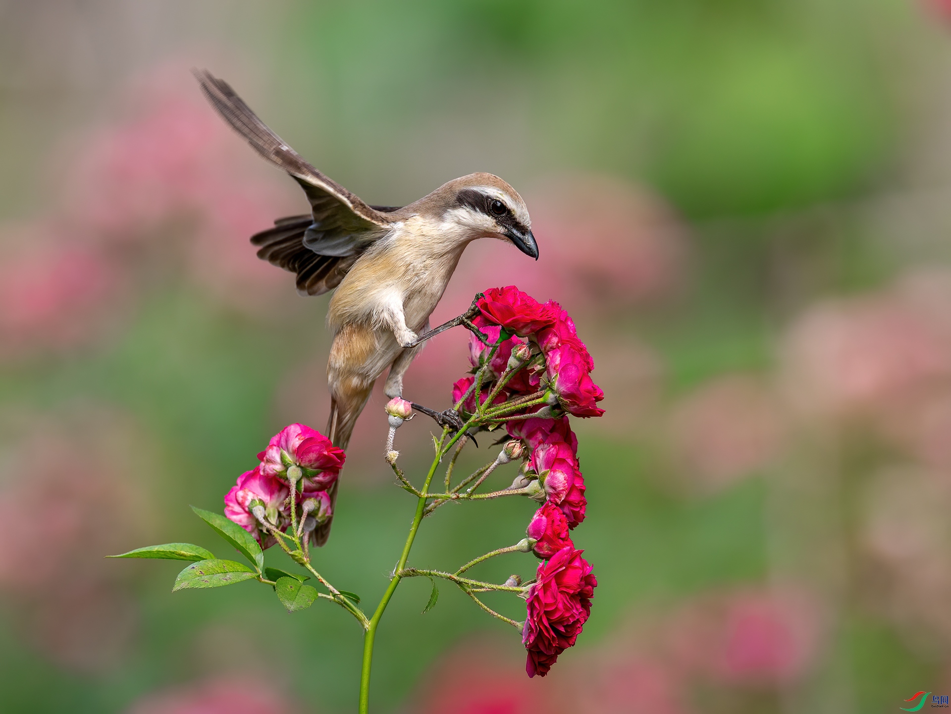 ���͵ǻ�֦0C4A8409.jpg