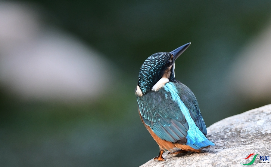 DSC_9181.JPG