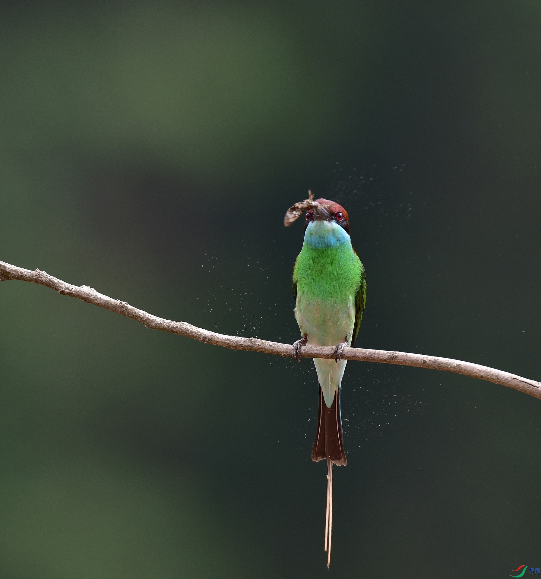 D8I_1394.jpg