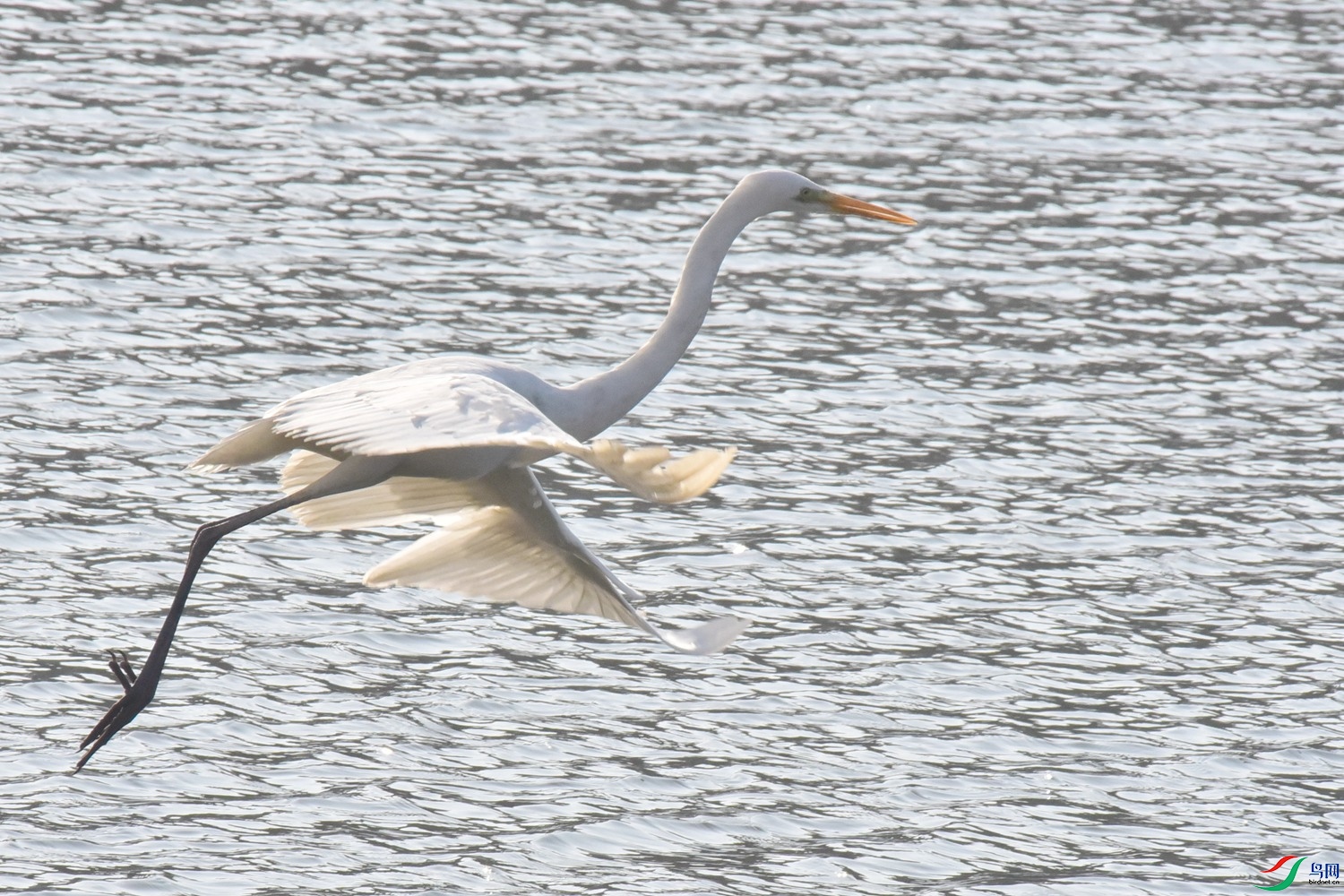 DSC_4952.JPG