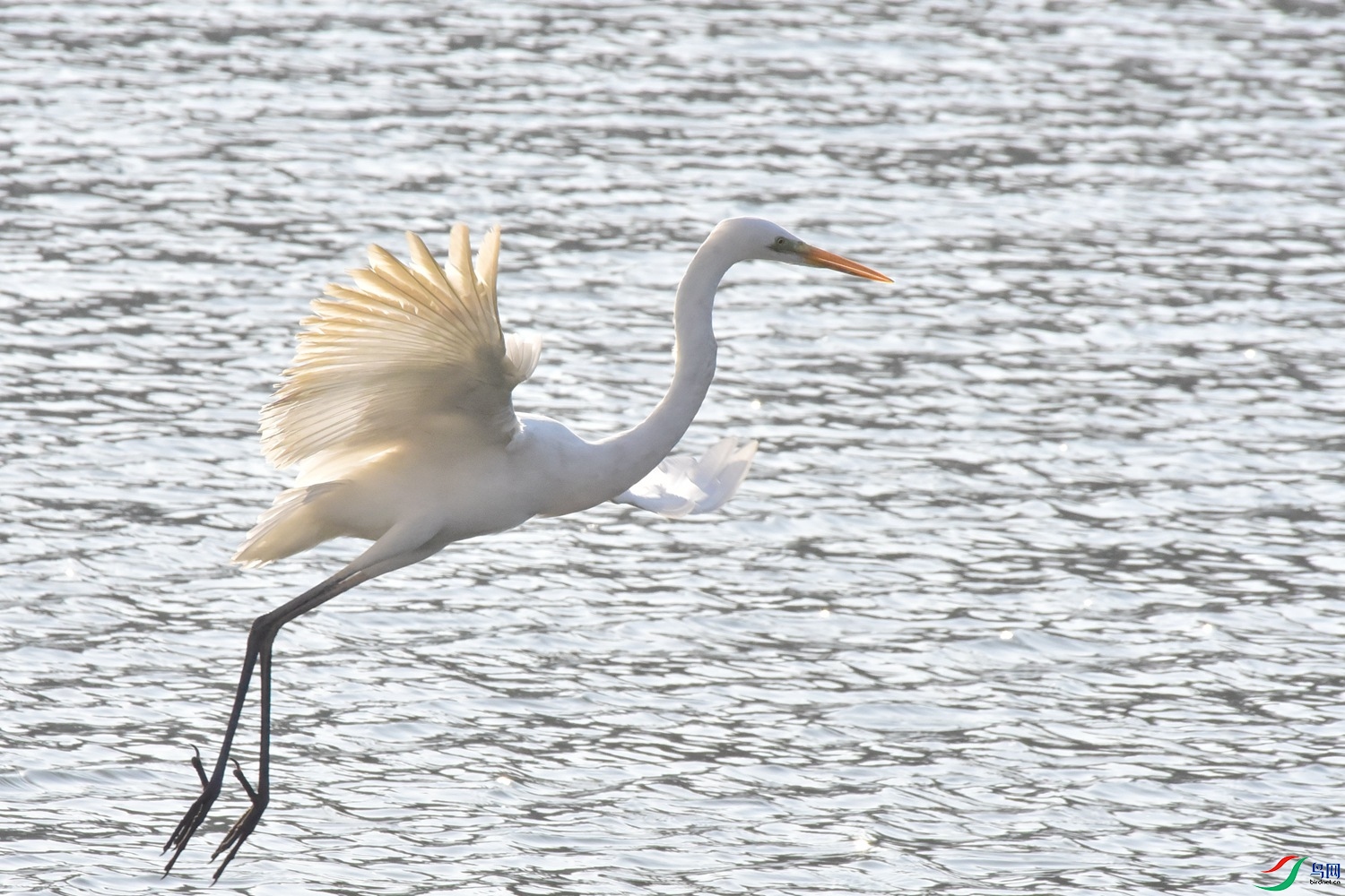 DSC_4951.JPG