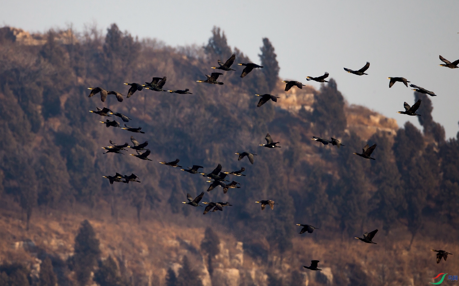 _H0Z0094_����.jpg