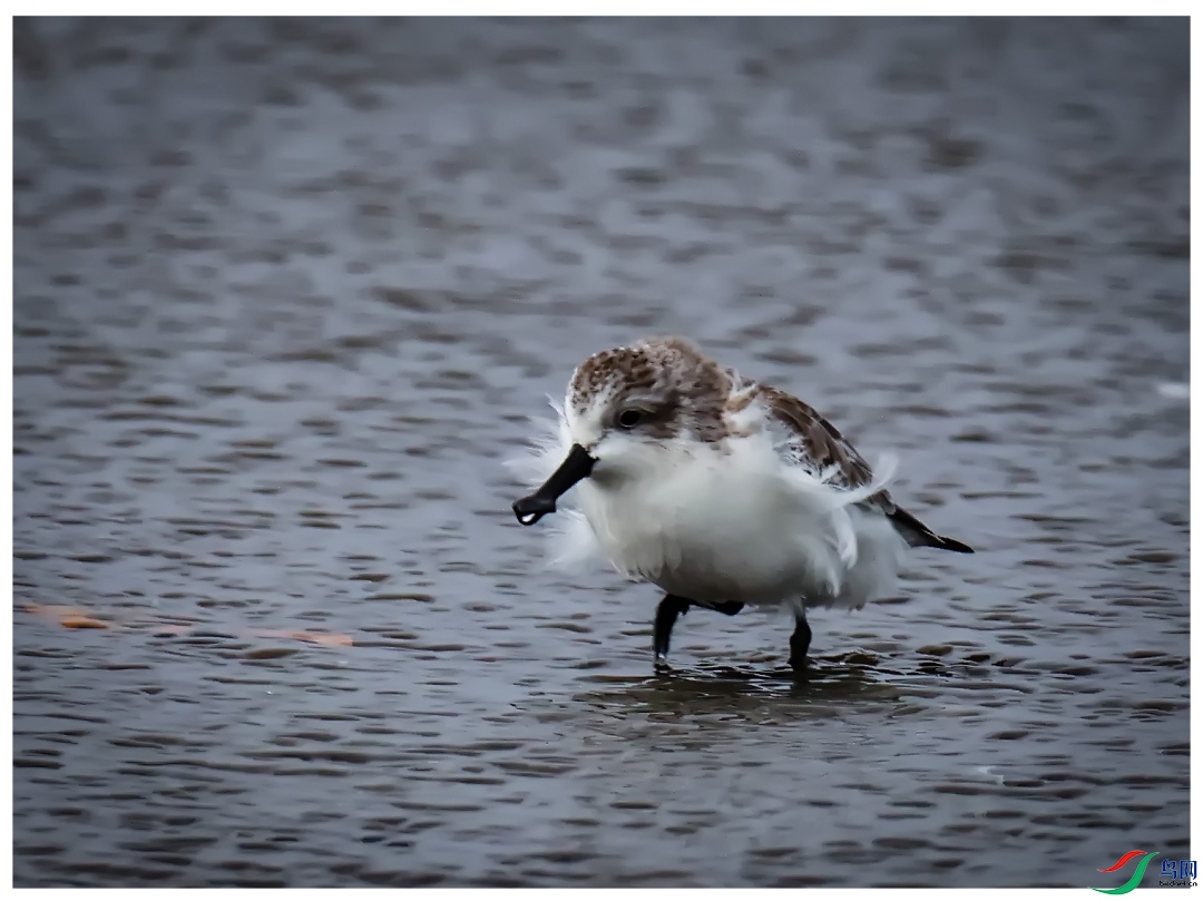 ���еĹ¶�   ������