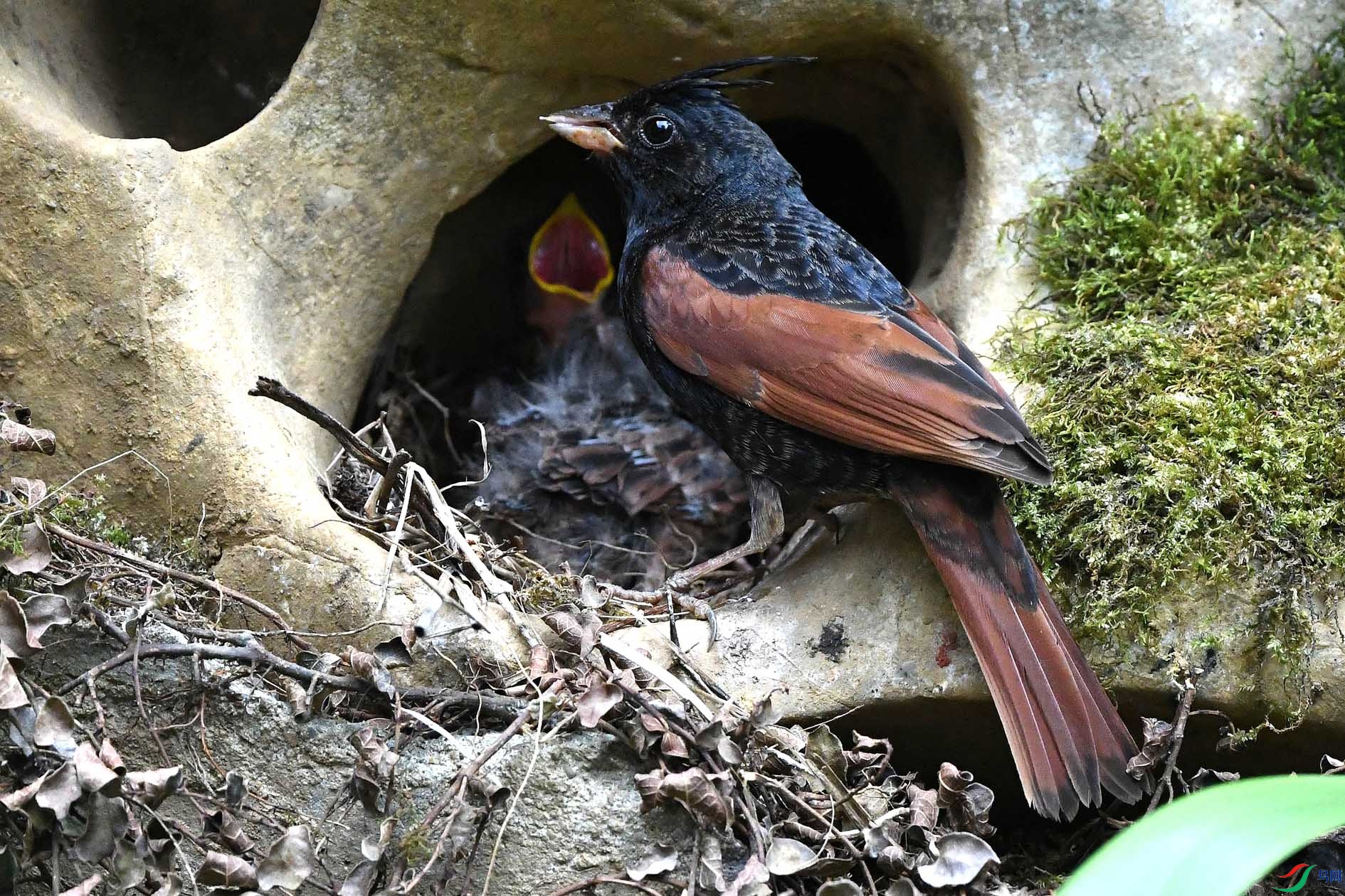 NIKON D5002340_����.jpg