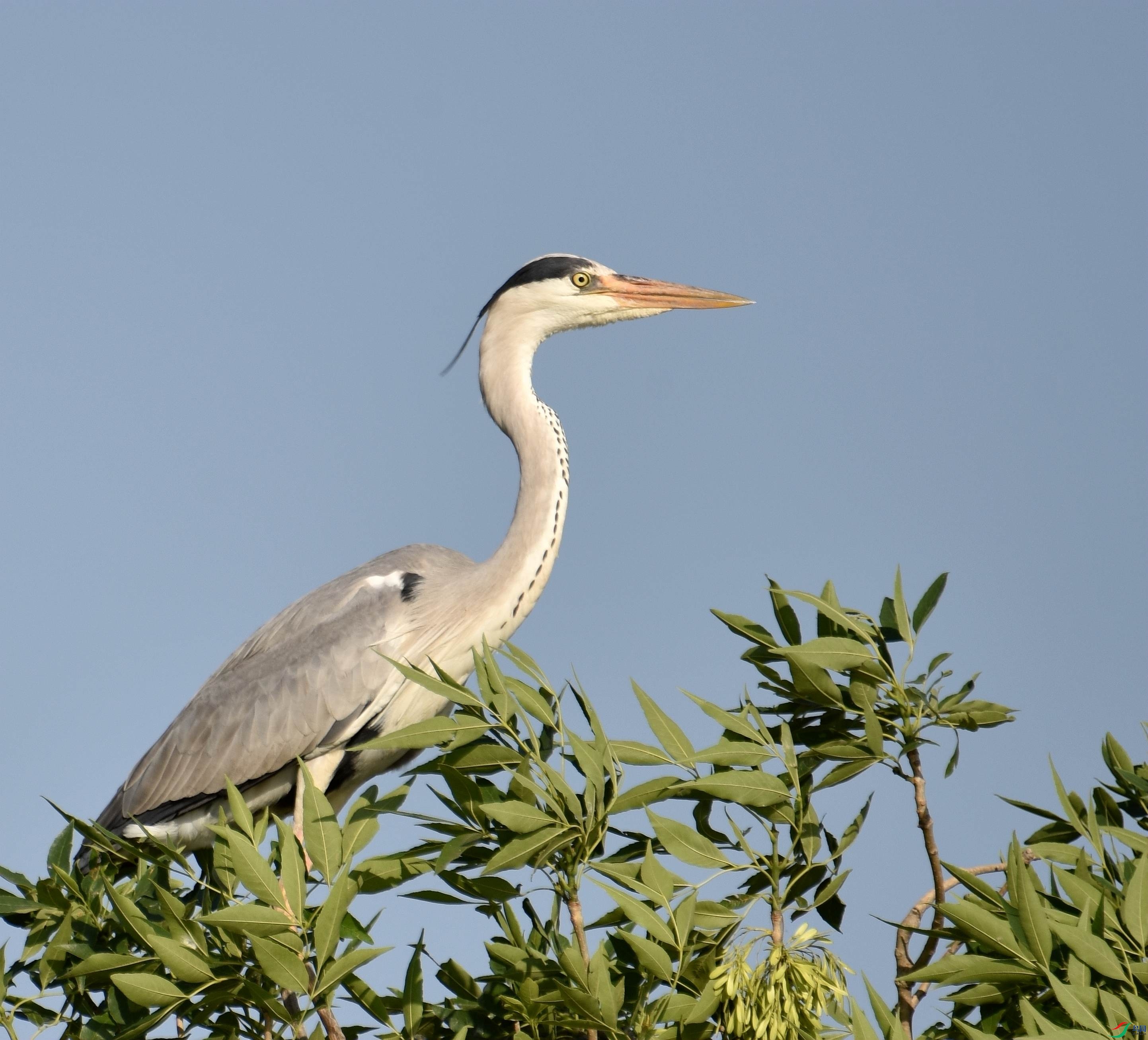 DSC_5047.JPG