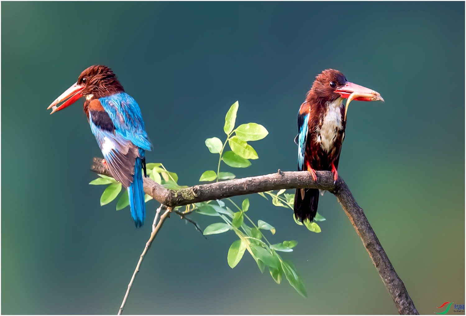 _DSC7253SSSS    .jpg