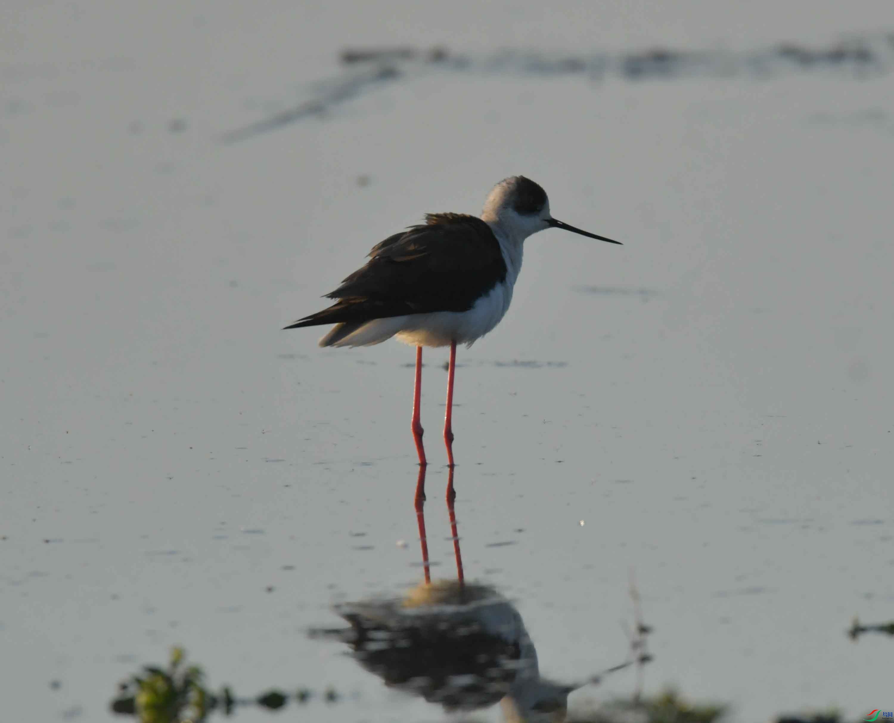 DSC_0066.JPG