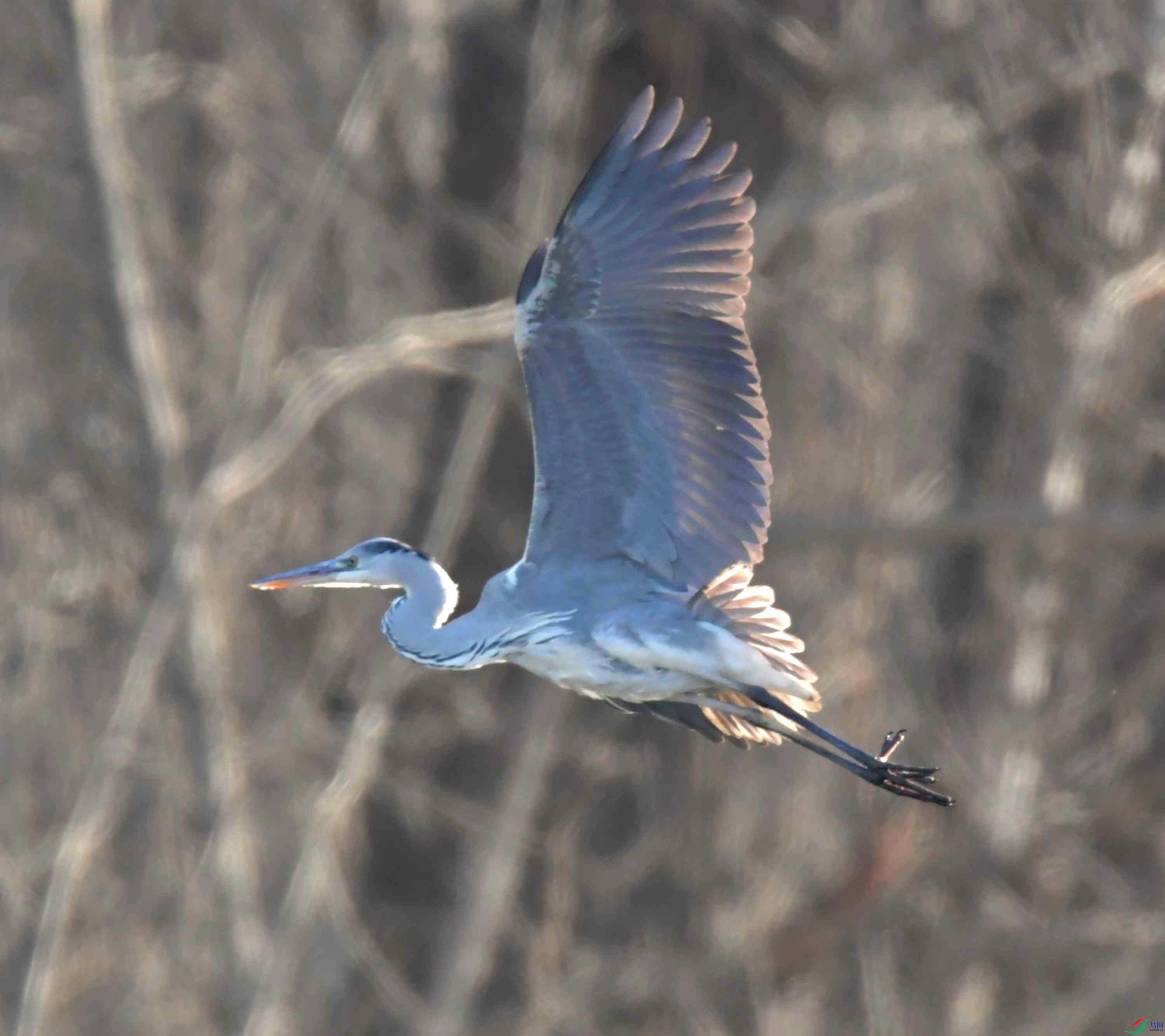 DSC_9946.JPG