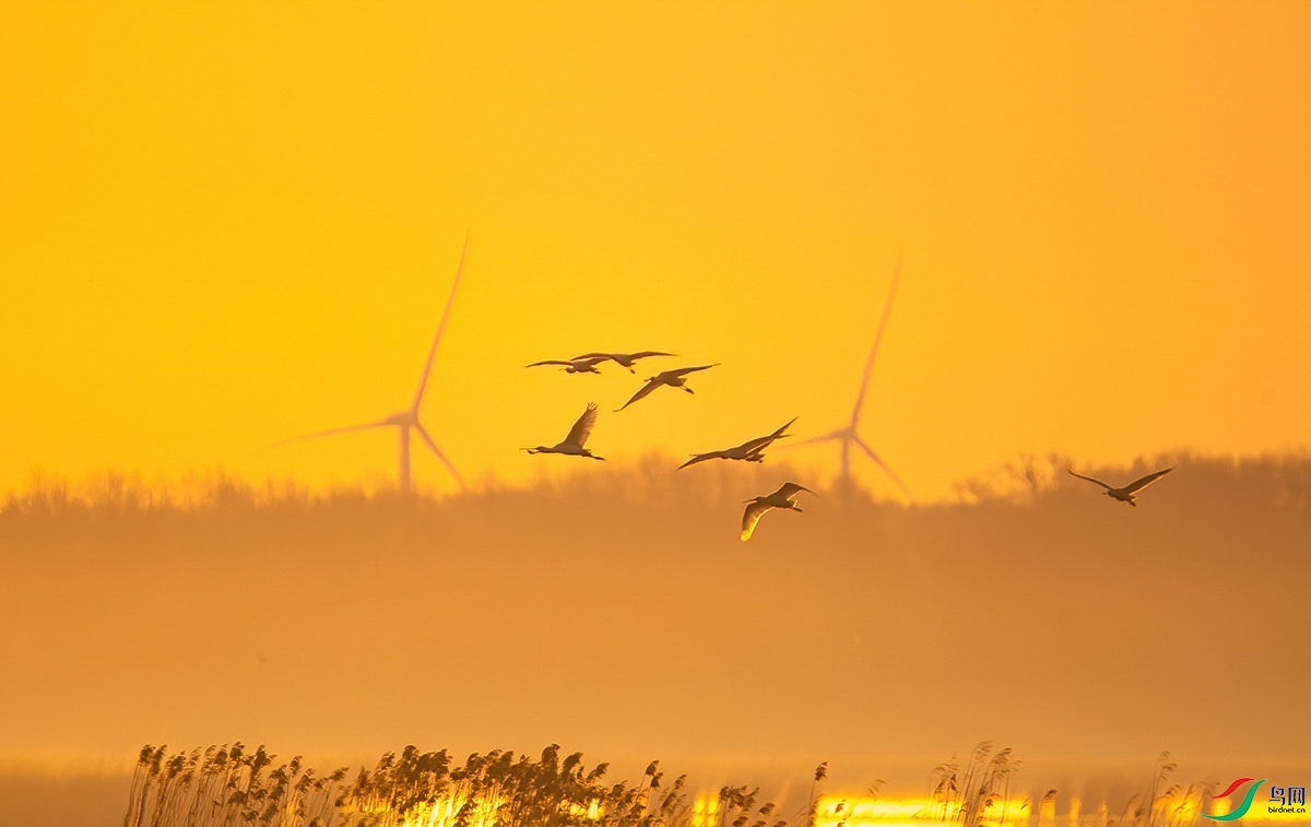 20200429 (196)-DeNoiseAI-denoise.jpg