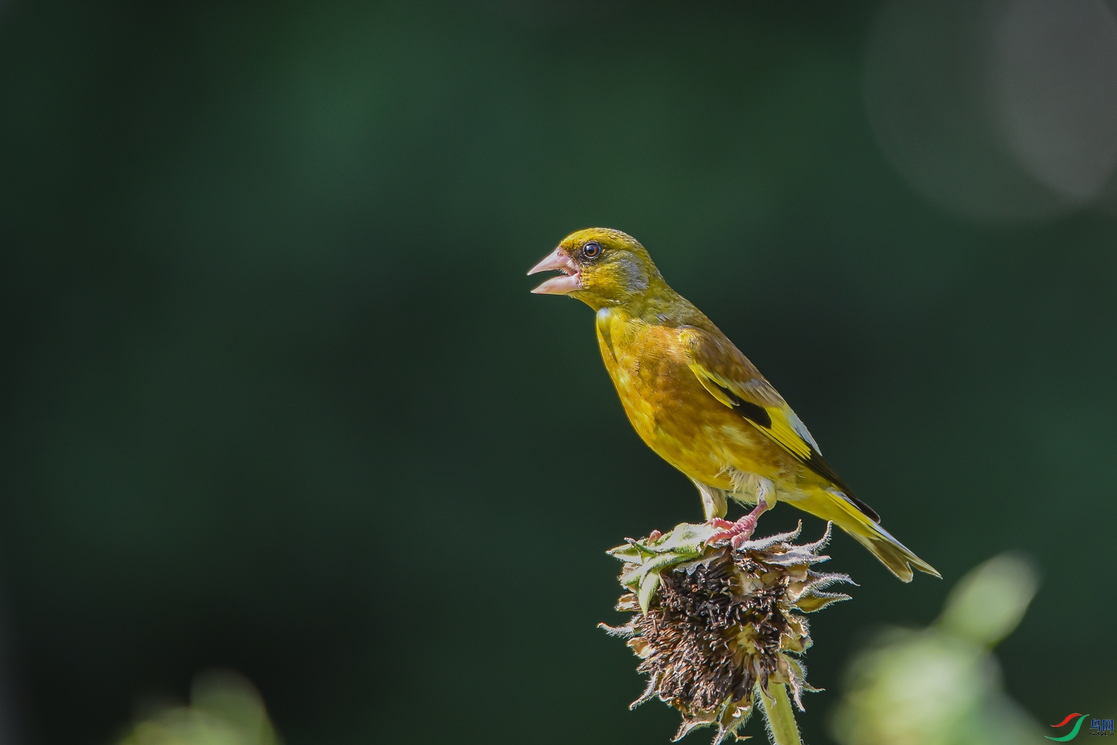 DSC_2144-2.jpg