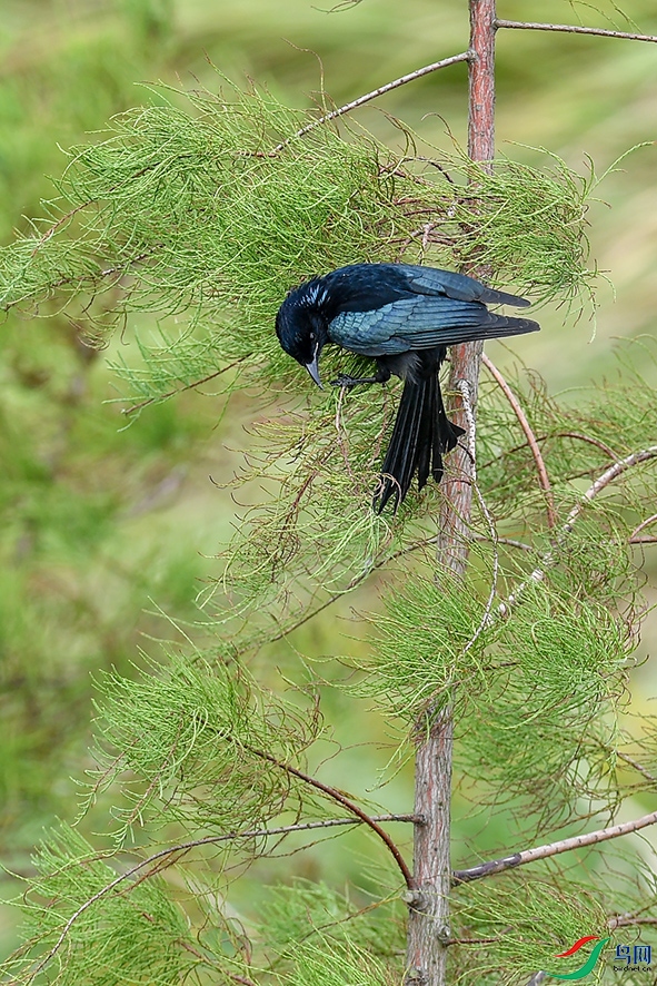 3DSC_5631aa.jpg