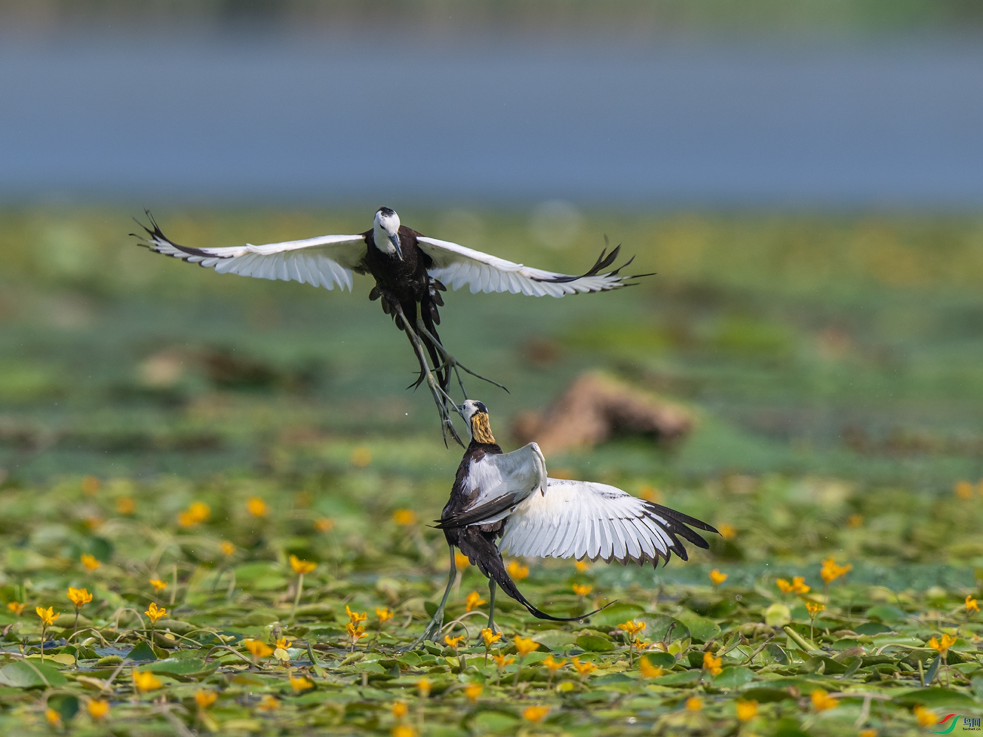 _DSC1526С.jpg