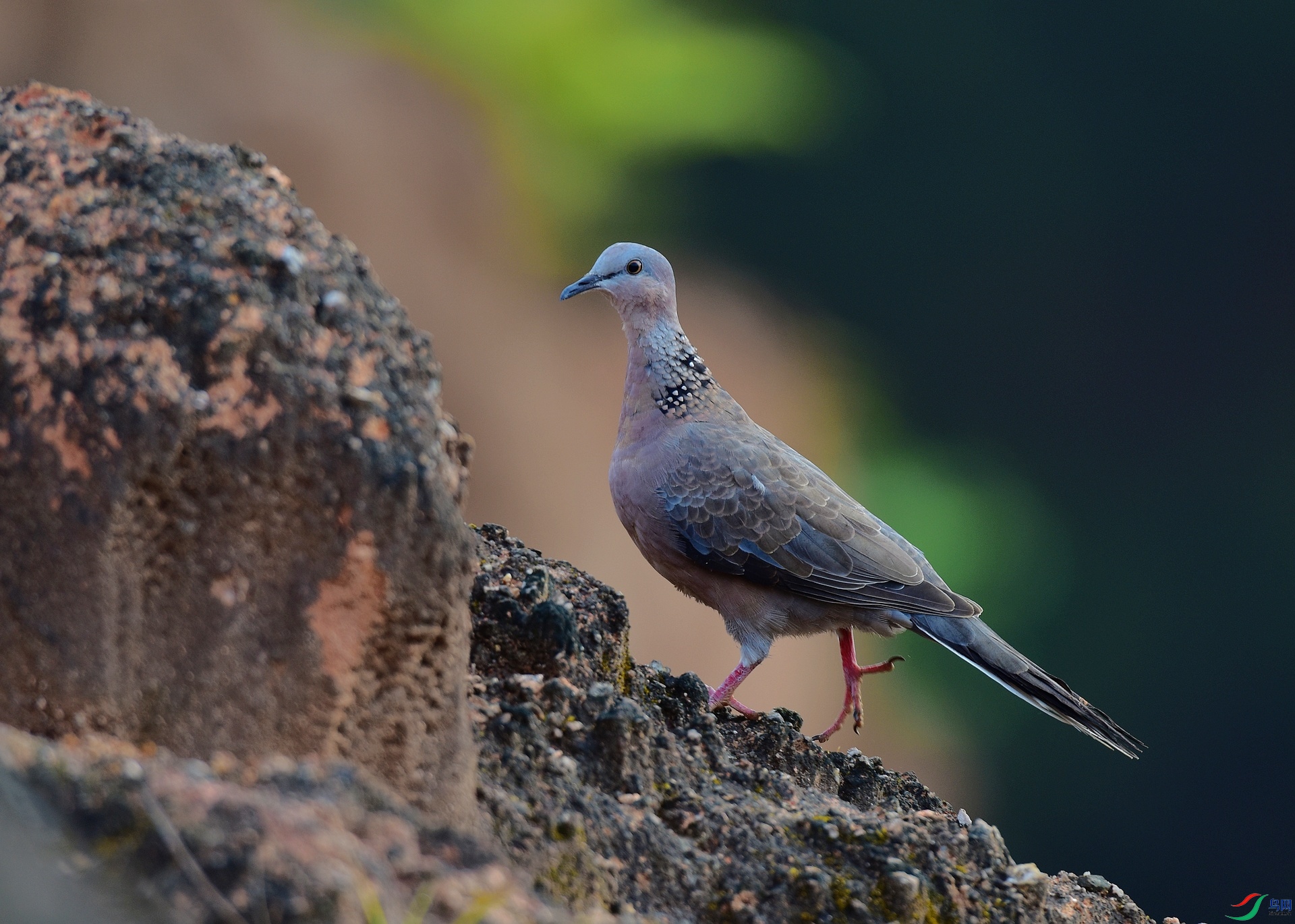 D8I_4610.jpg