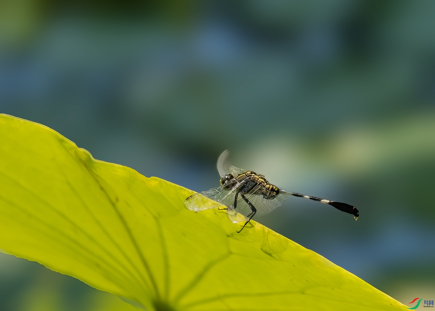 DSCF0403-2.jpg