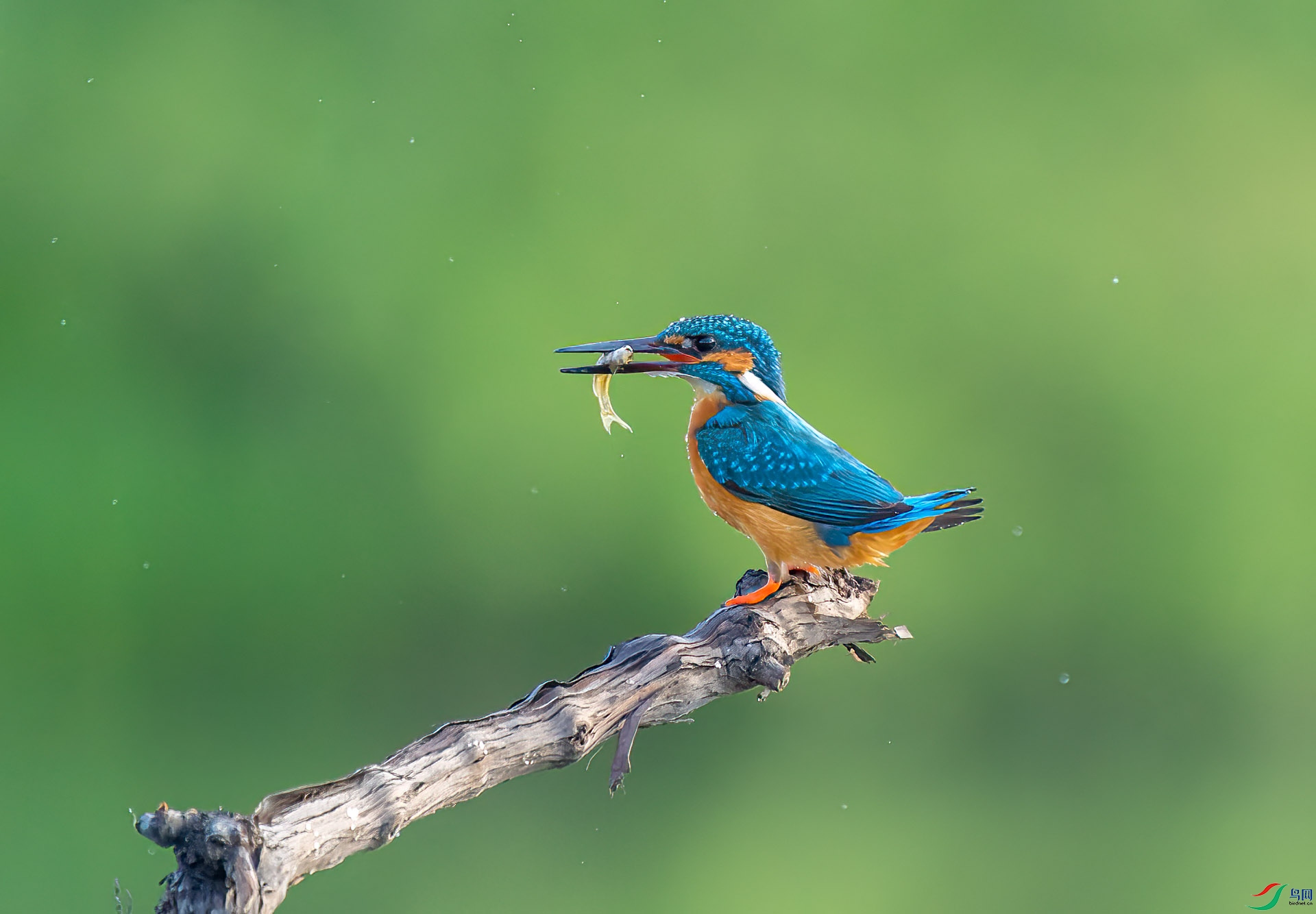 DSC_3441 ����.jpg