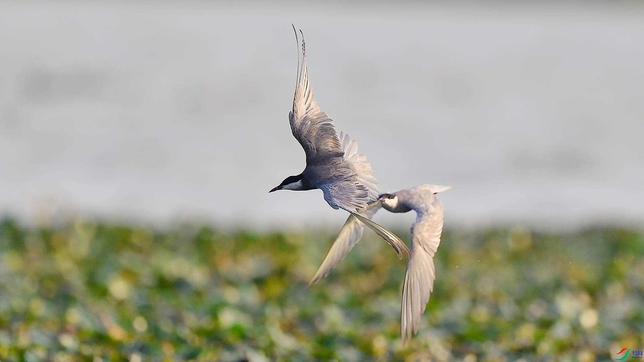 DSC_3062-n.jpg