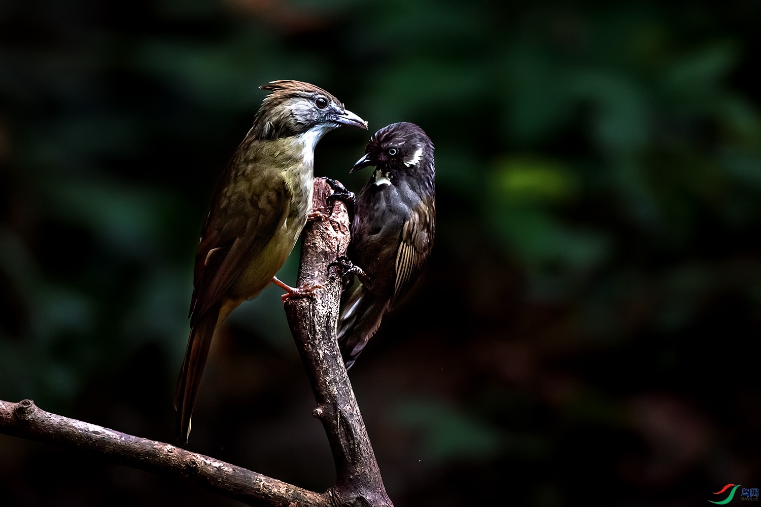 DSC_7154a11.jpg