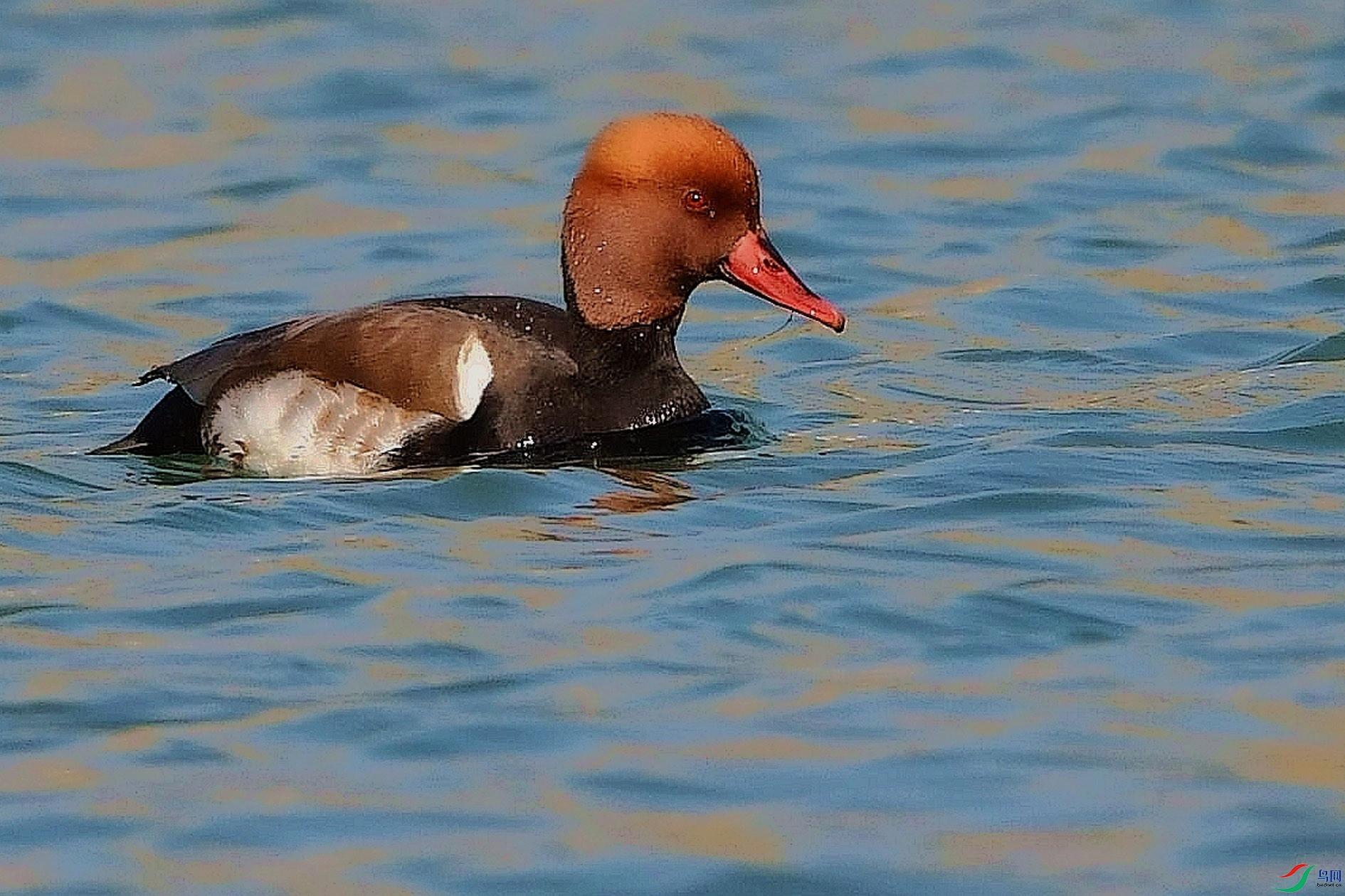 DSC_2445_����.jpg