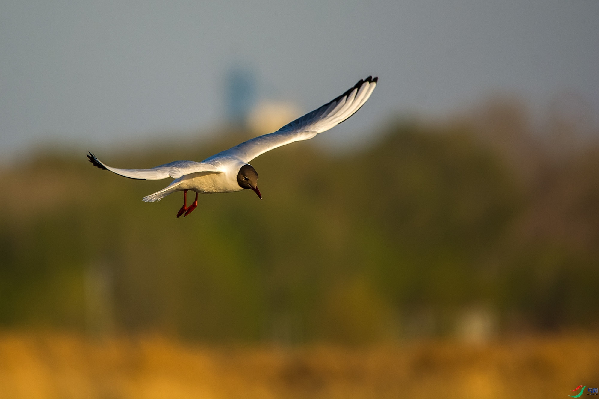 hn2018.05.03DSC_5534.jpg